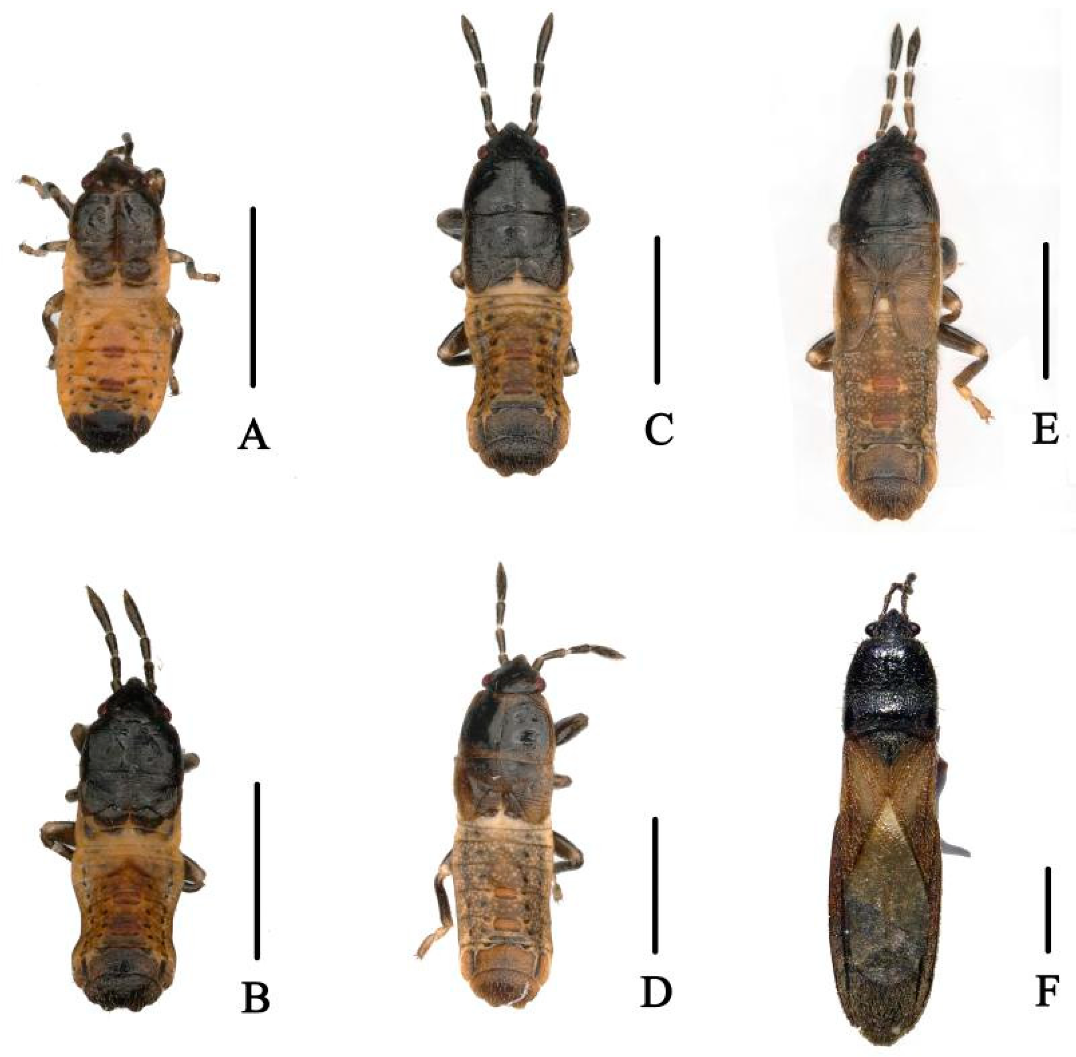 The Evolution of Insect Mating Systems : Randy Thornhill