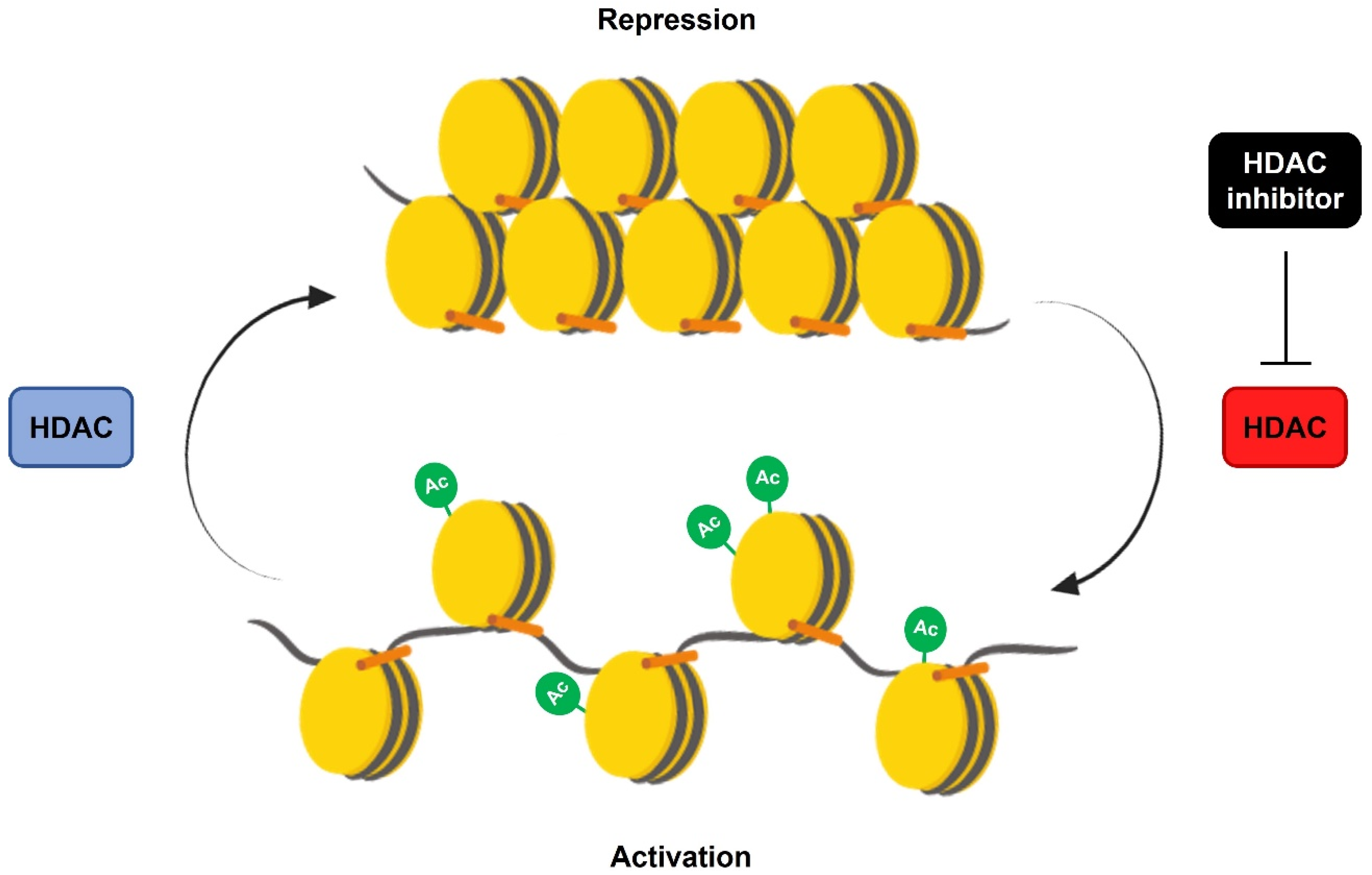 Novel Sustainable-by-Design HDAC Inhibitors for the Treatment of  Alzheimer's Disease