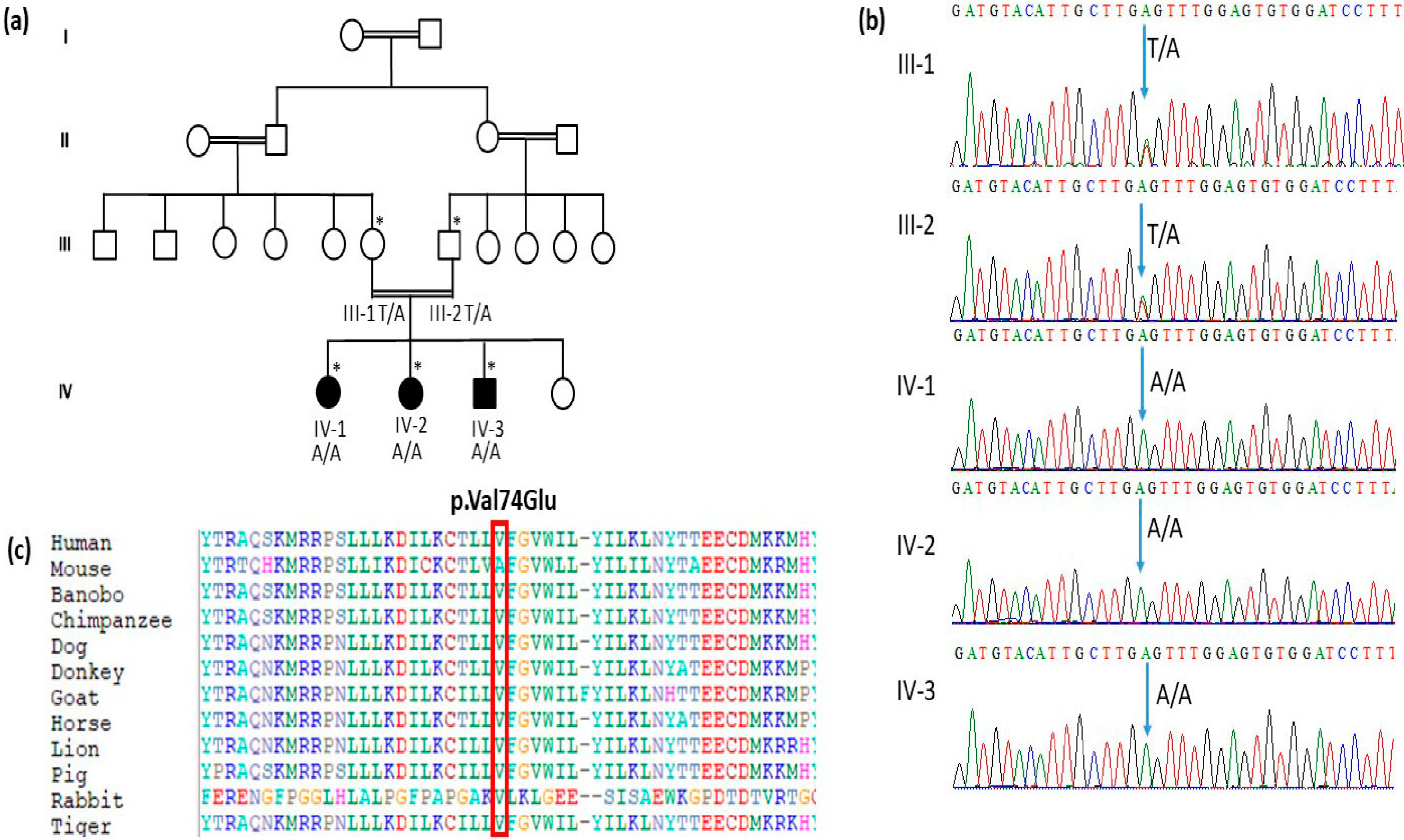 Genes 14 00354 g001 Genes 14 00354 g001