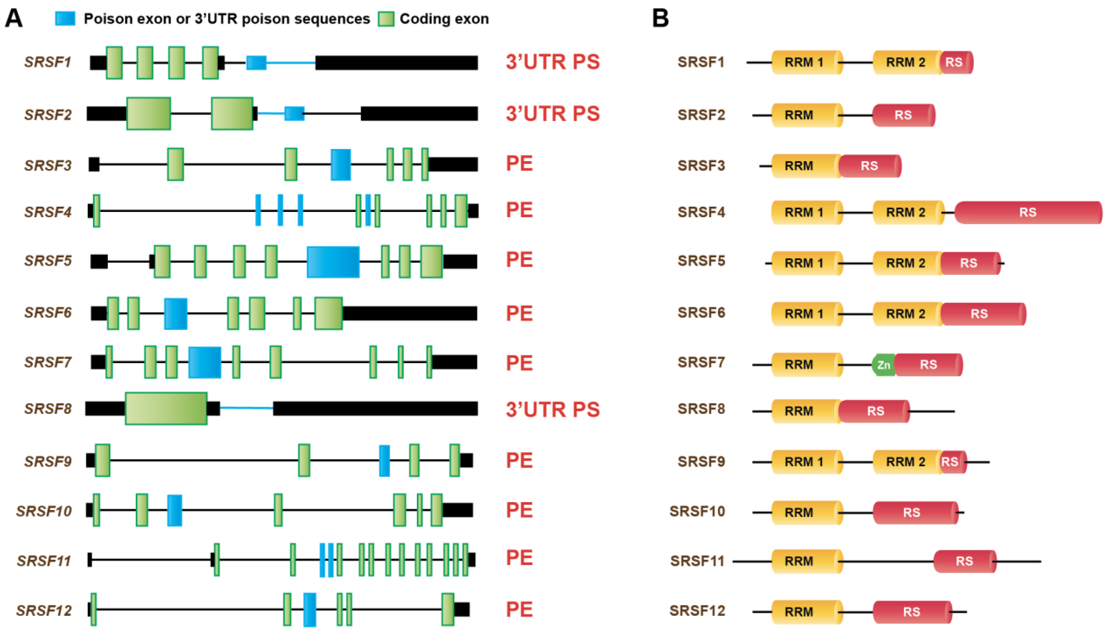 Genes 14 00357 g004