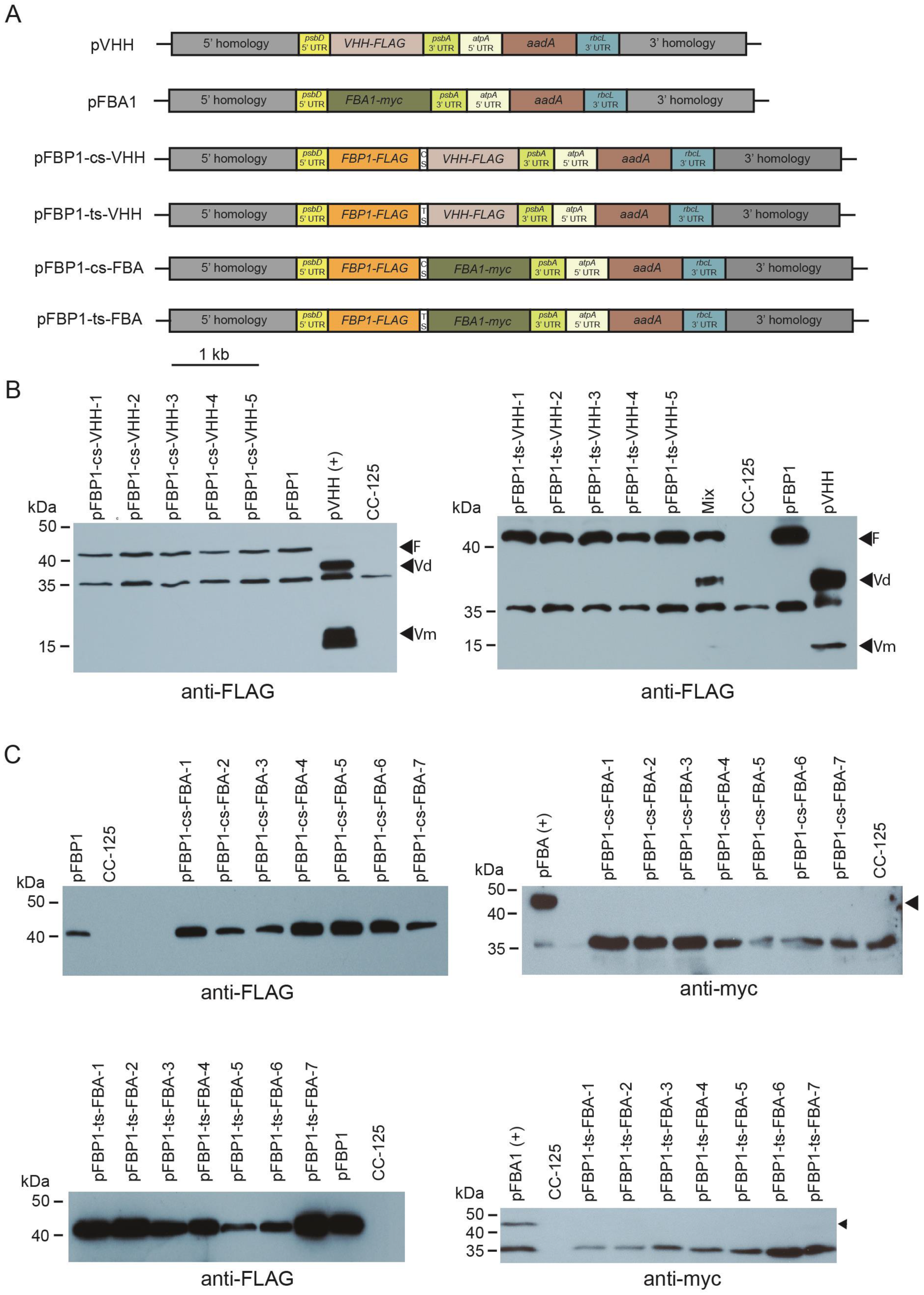 Genes 14 00368 g003