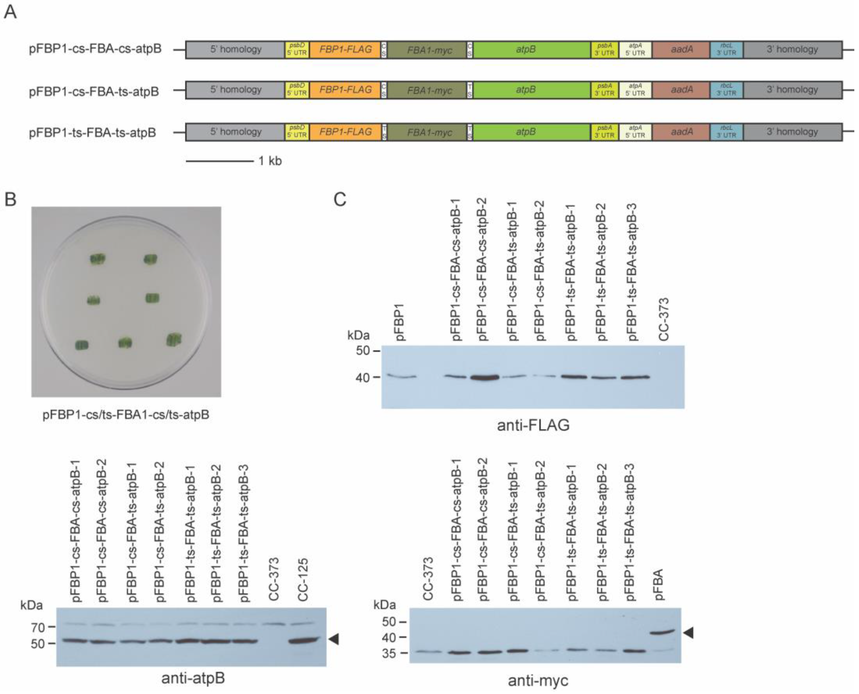 Genes 14 00368 g004