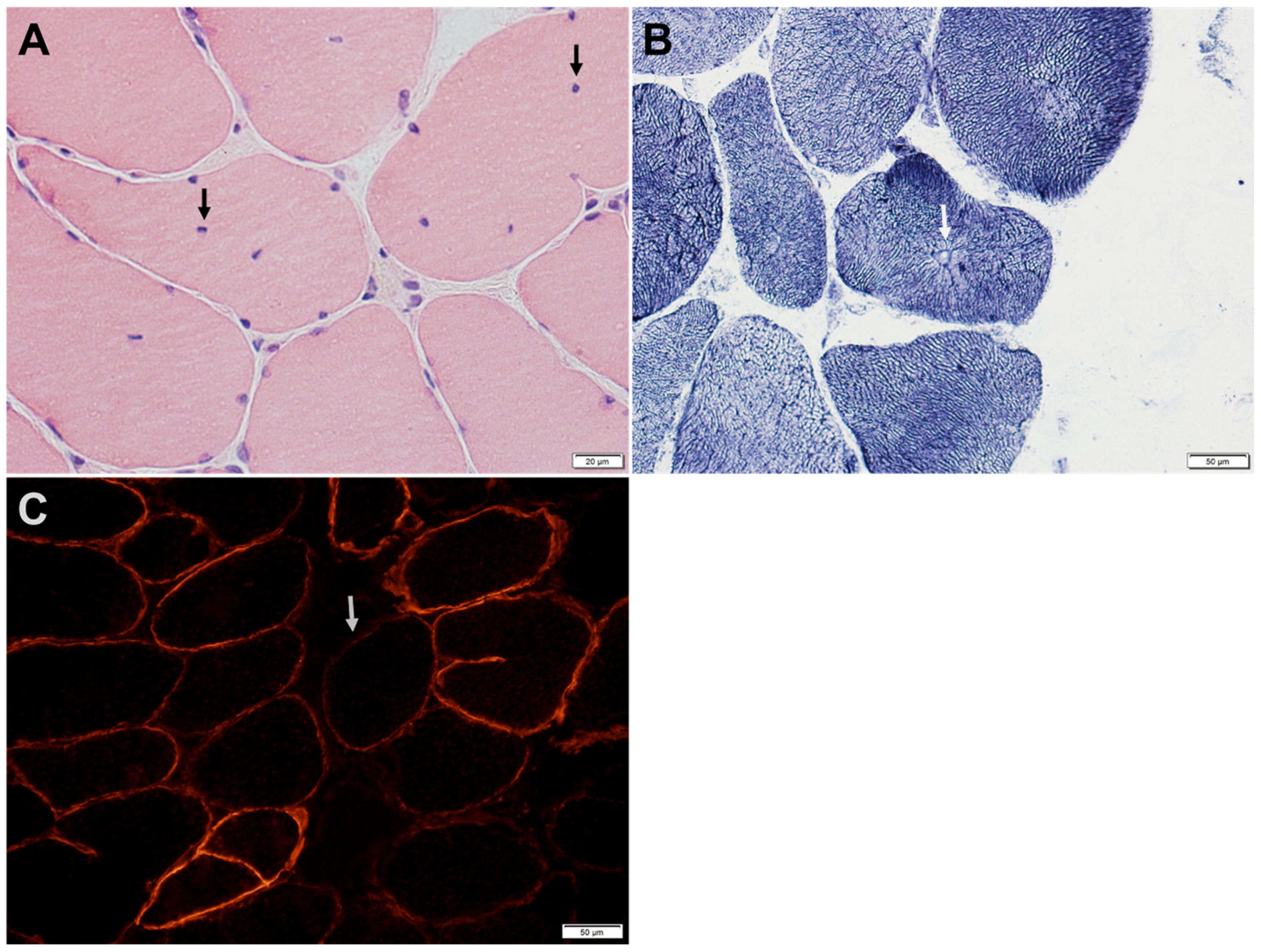 Genes 14 00372 g004 Genes 14 00372 g004
