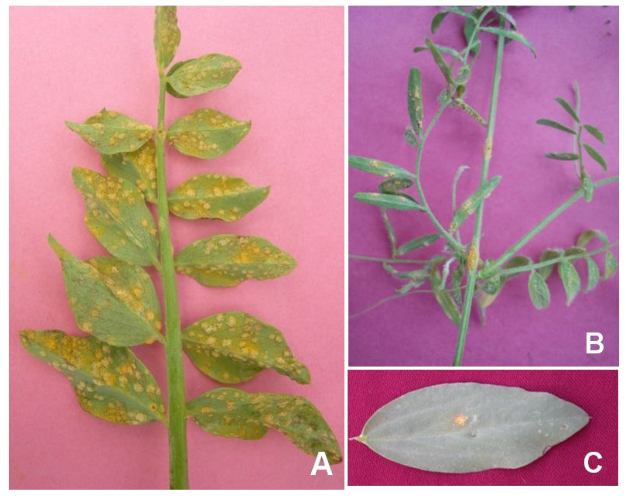 Genes 14 00374 g001 Genes 14 00374 g001