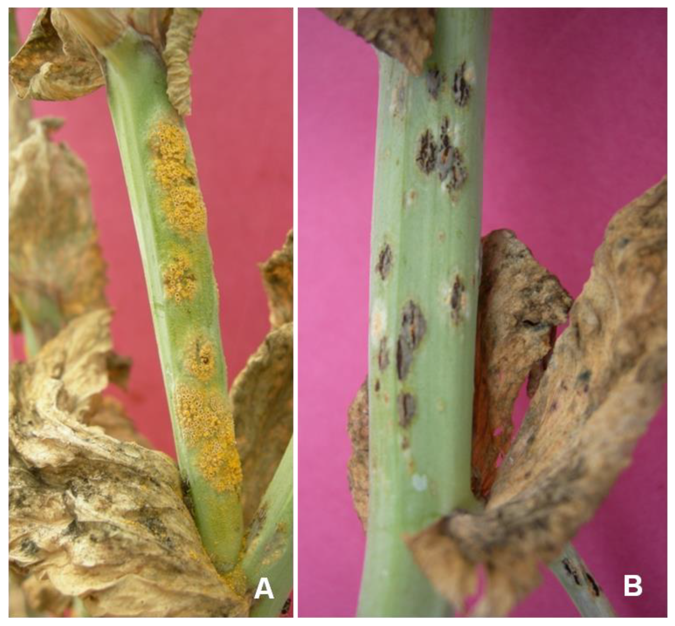 Genes 14 00374 g003 Genes 14 00374 g003