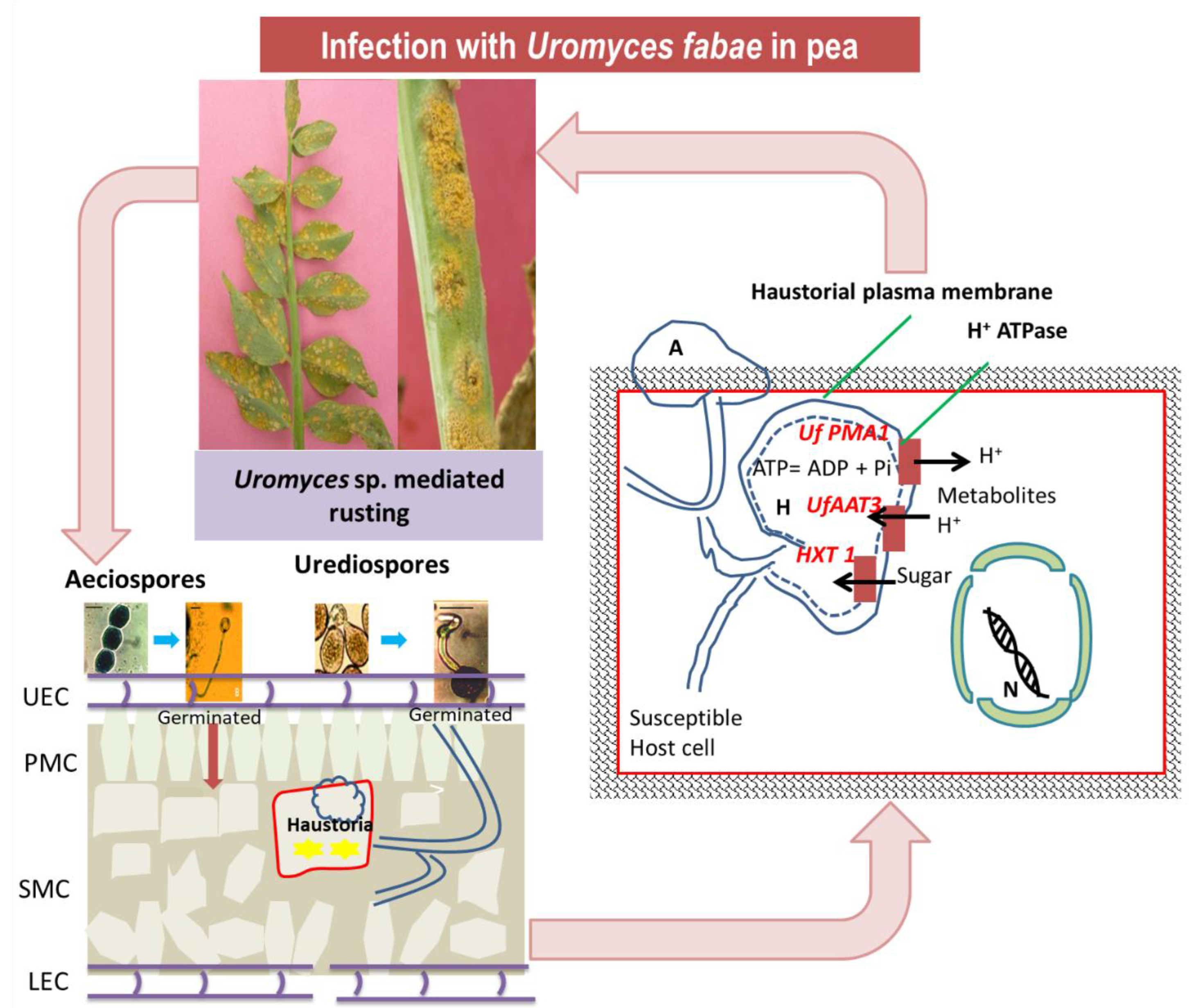 Genes 14 00374 g005 Genes 14 00374 g005