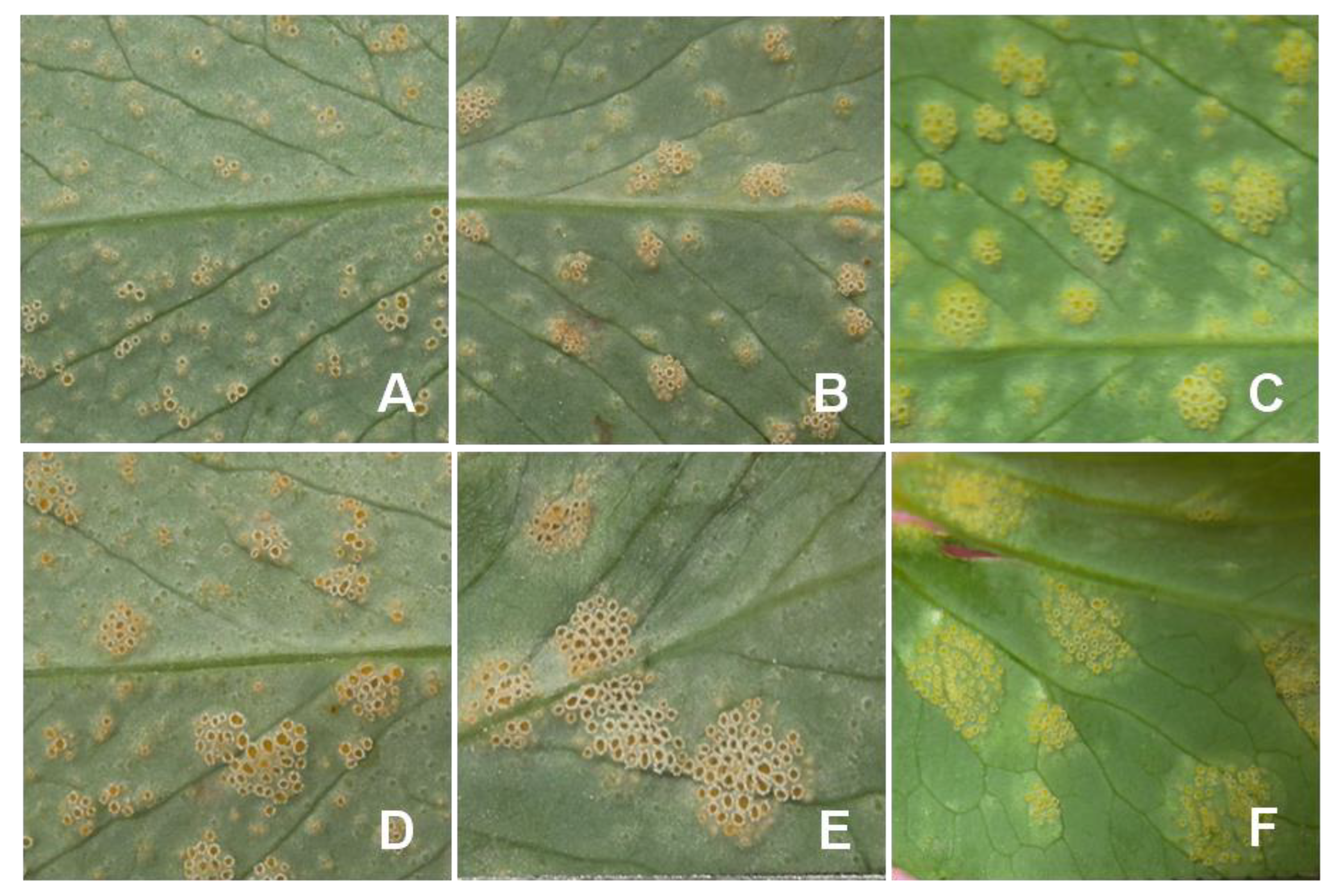 Genes 14 00374 g006 Genes 14 00374 g006
