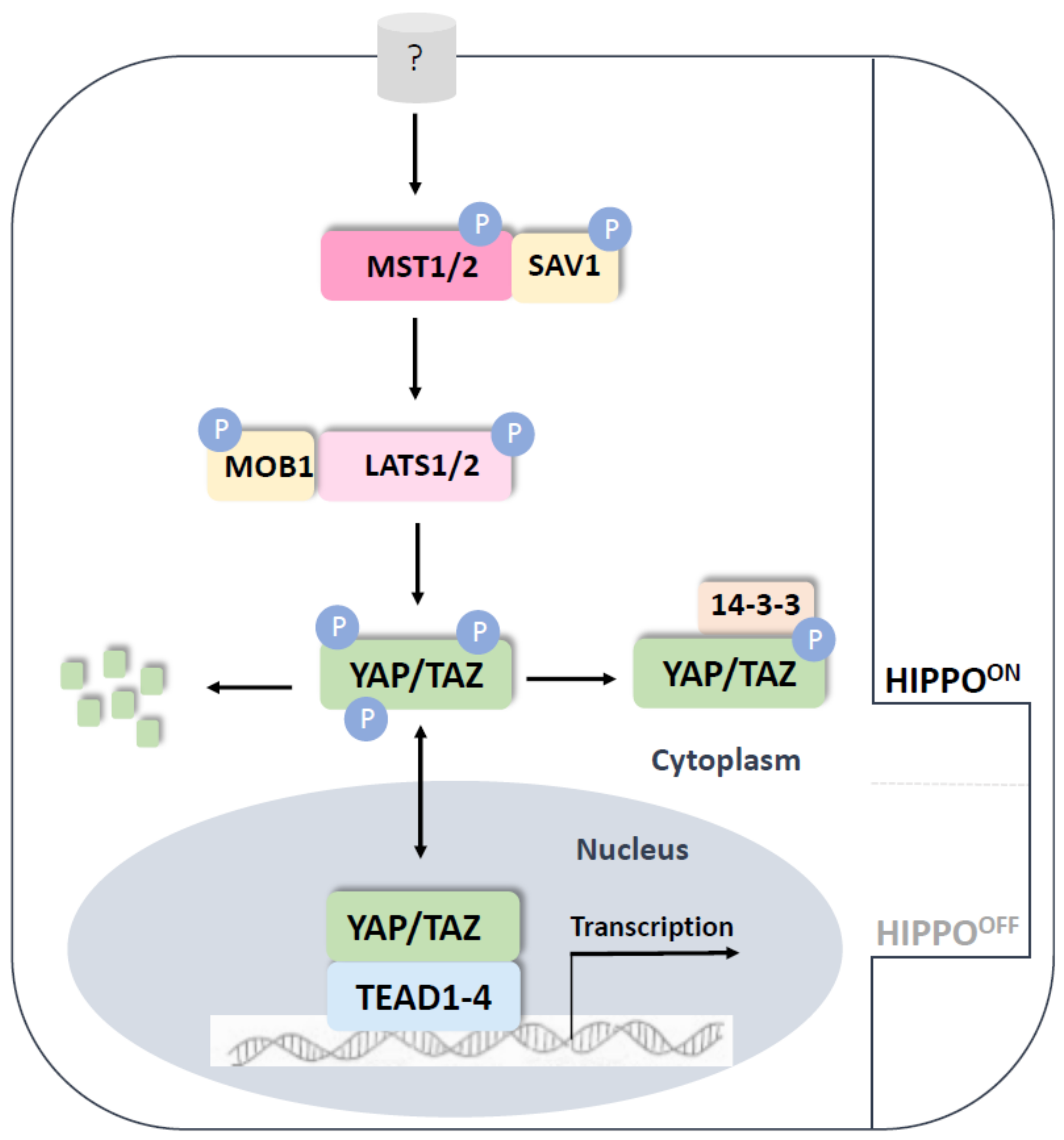Genes 14 00380 g001 Genes 14 00380 g001