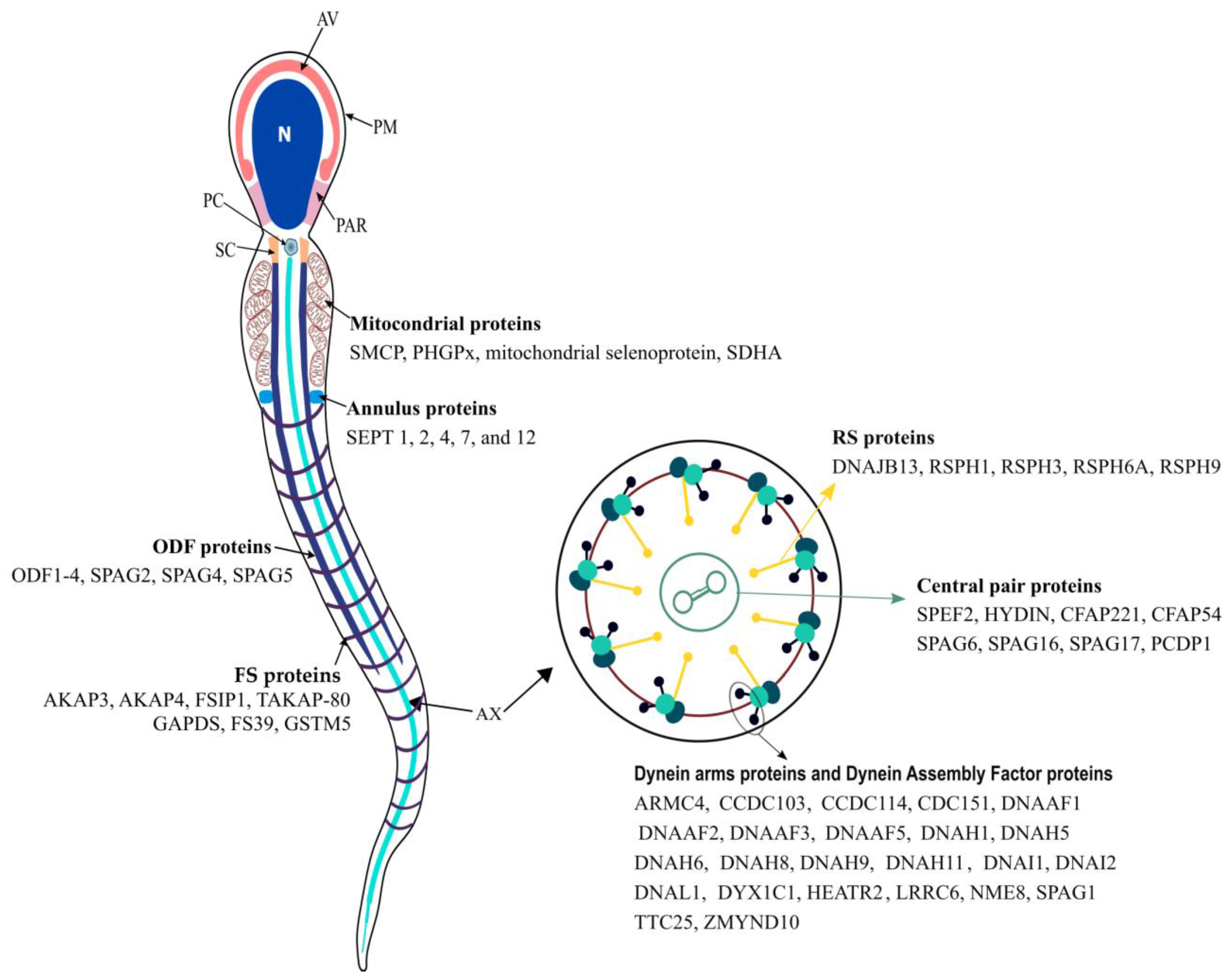 Genes, Free Full-Text