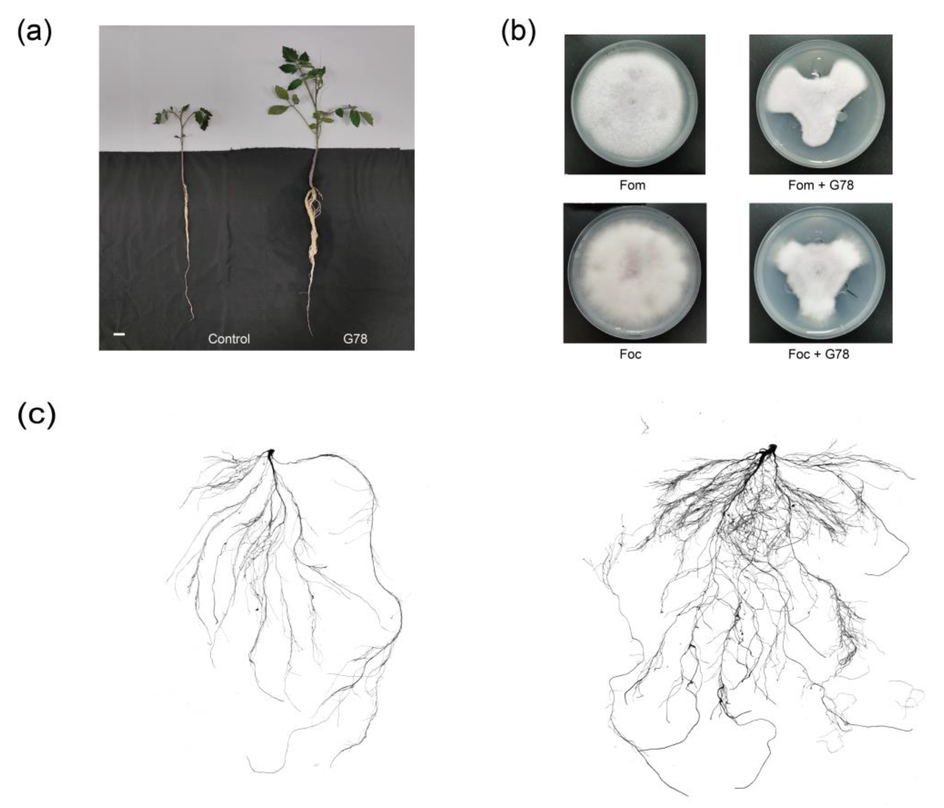 Genes 14 00392 g001 Genes 14 00392 g001