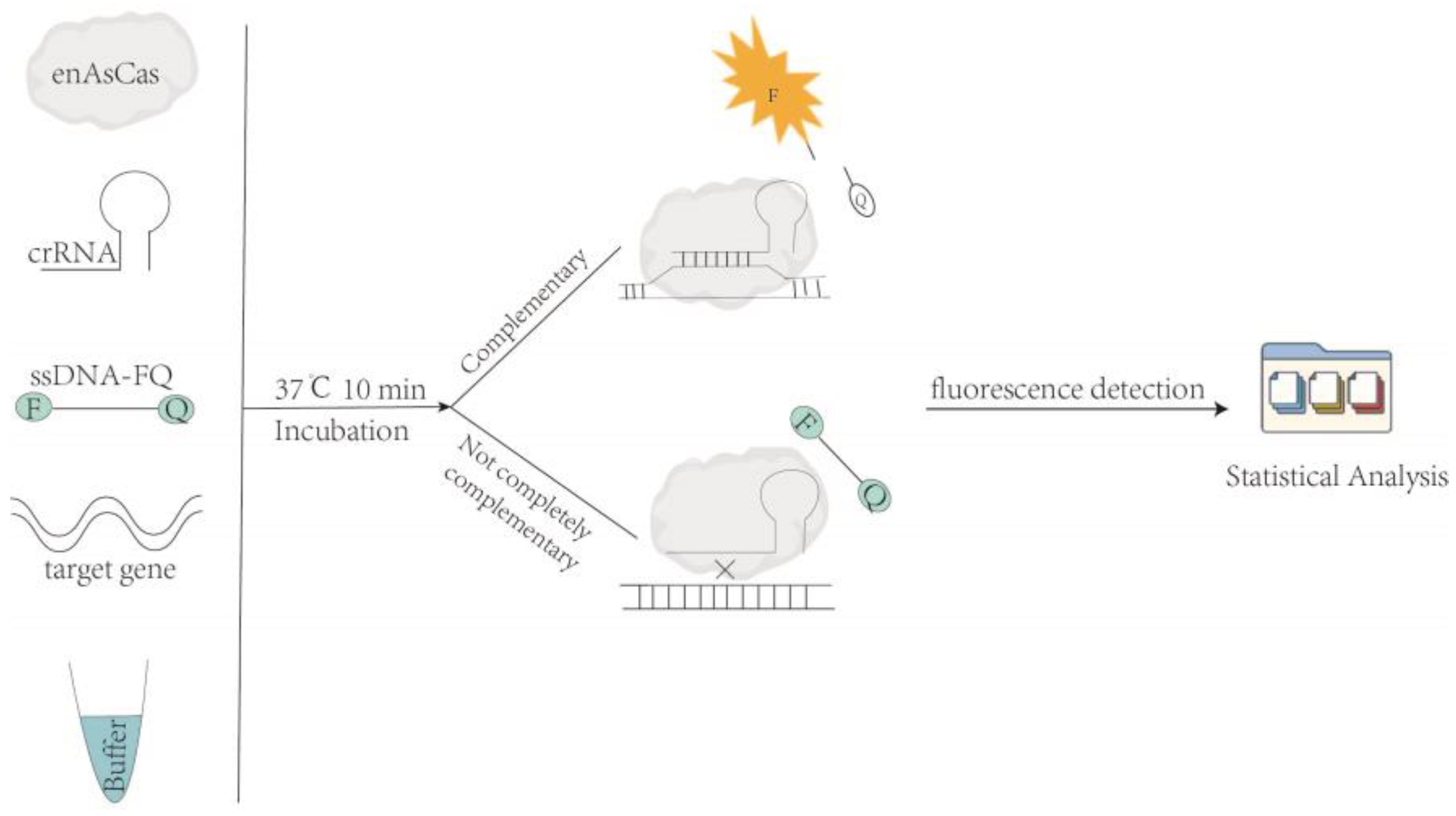 Genes 14 00394 g001 Genes 14 00394 g001