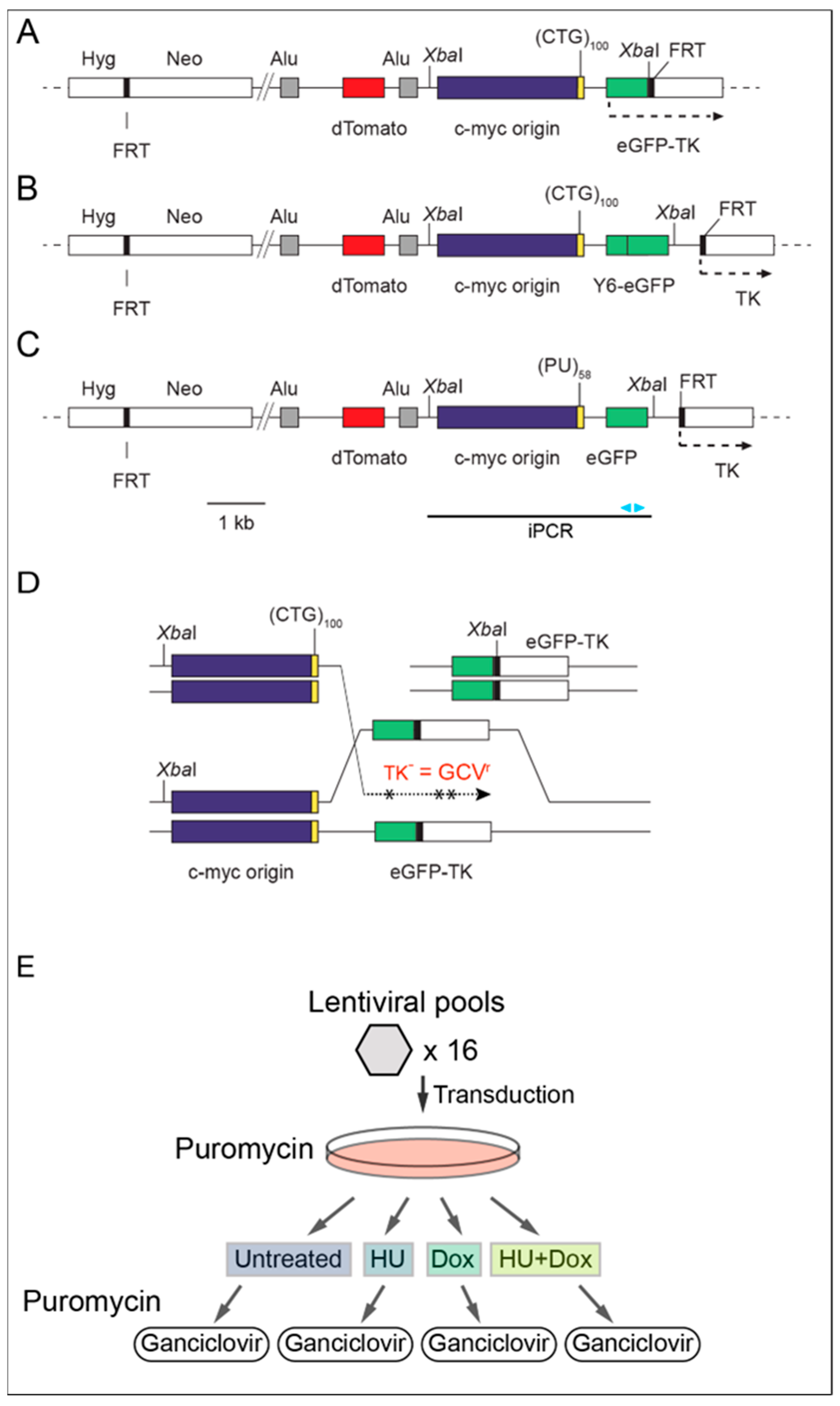 Sinario of the evolution of the function of DL/DRC-related genes. The