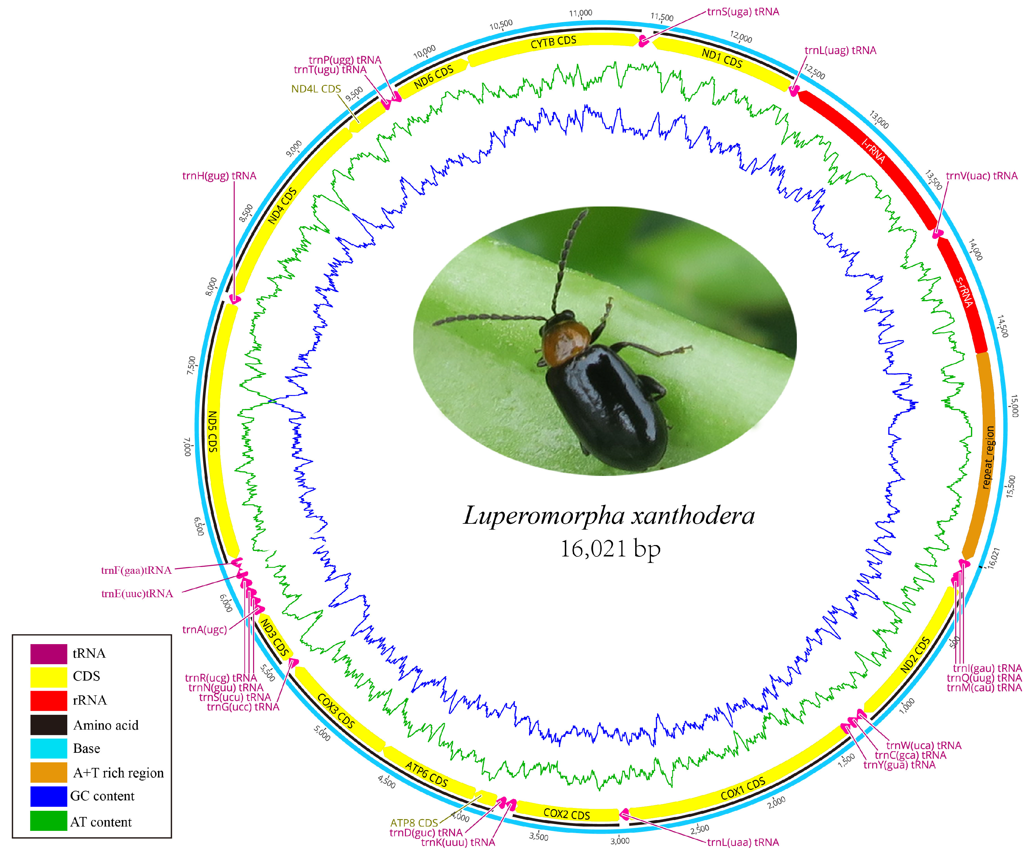 Genes 14 00414 g001 Genes 14 00414 g001