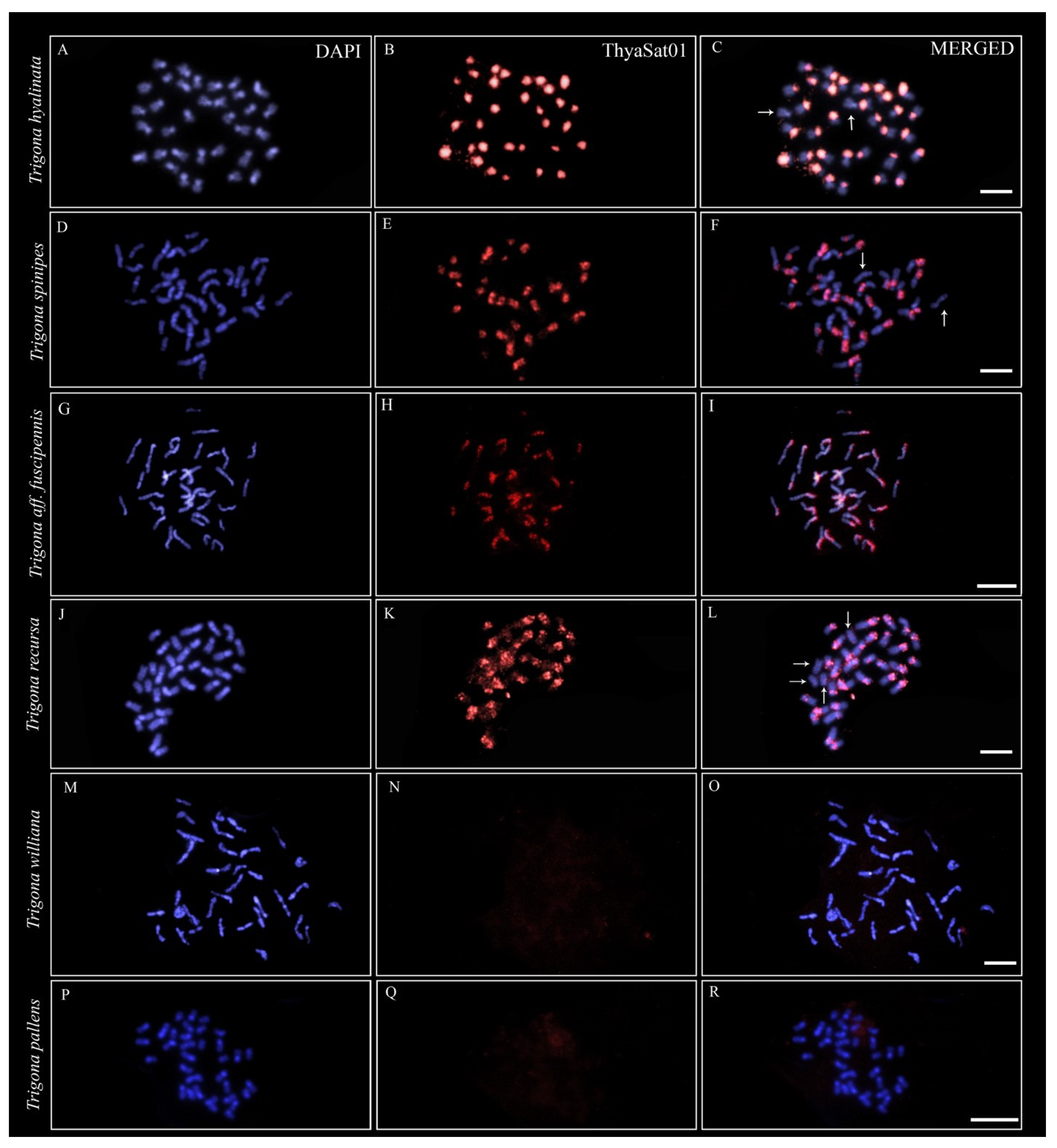 Genes 14 00418 g003 Genes 14 00418 g003