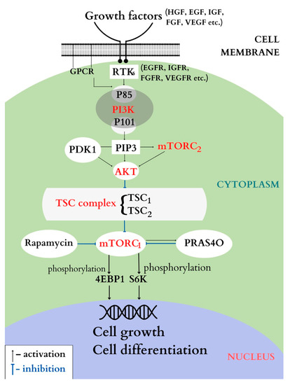 Tuberous Sclerosis, Type II Diabetes Mellitus and the PI3K/AKT/mTOR ...