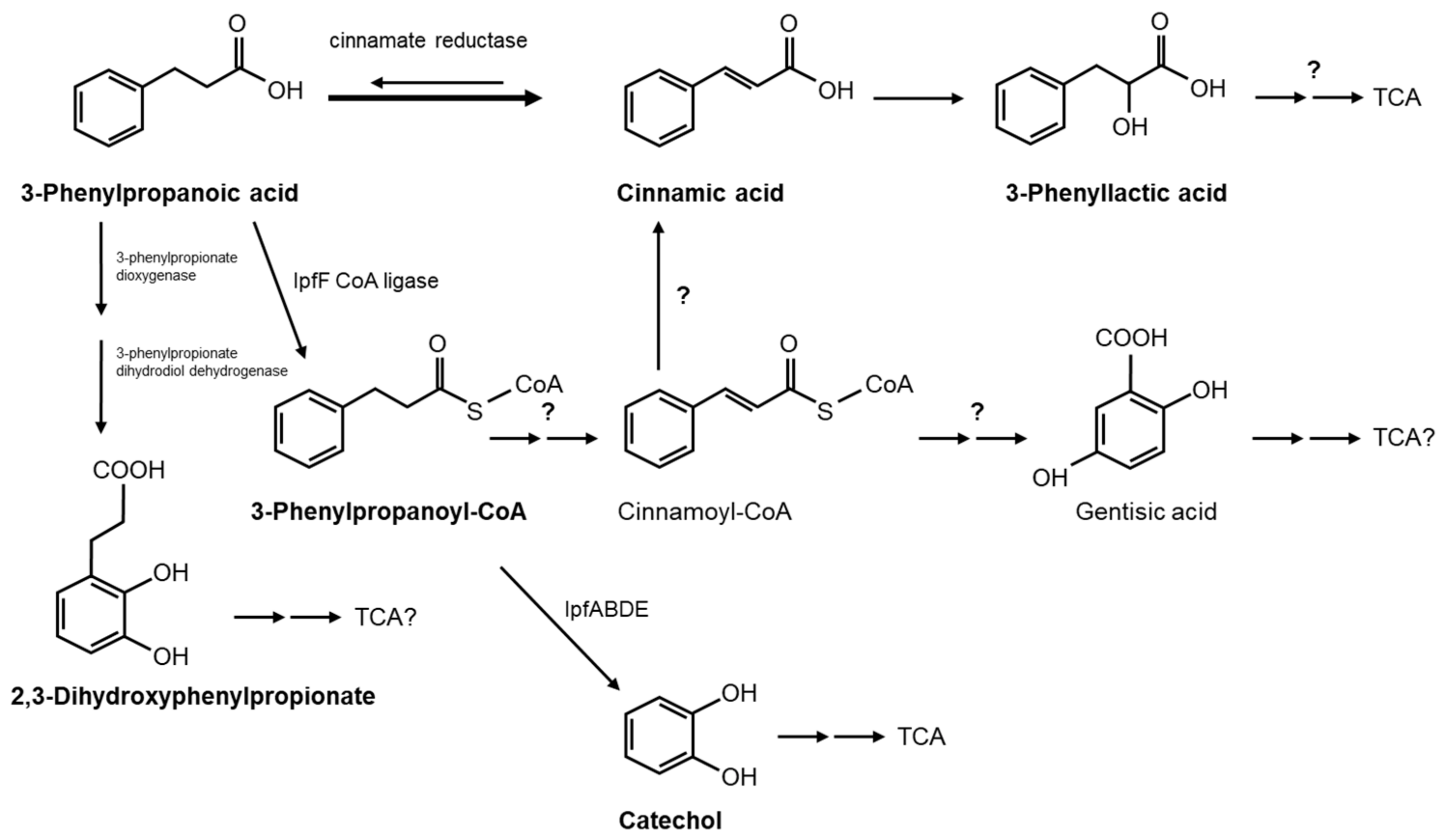Genes 14 00442 g003 Genes 14 00442 g003