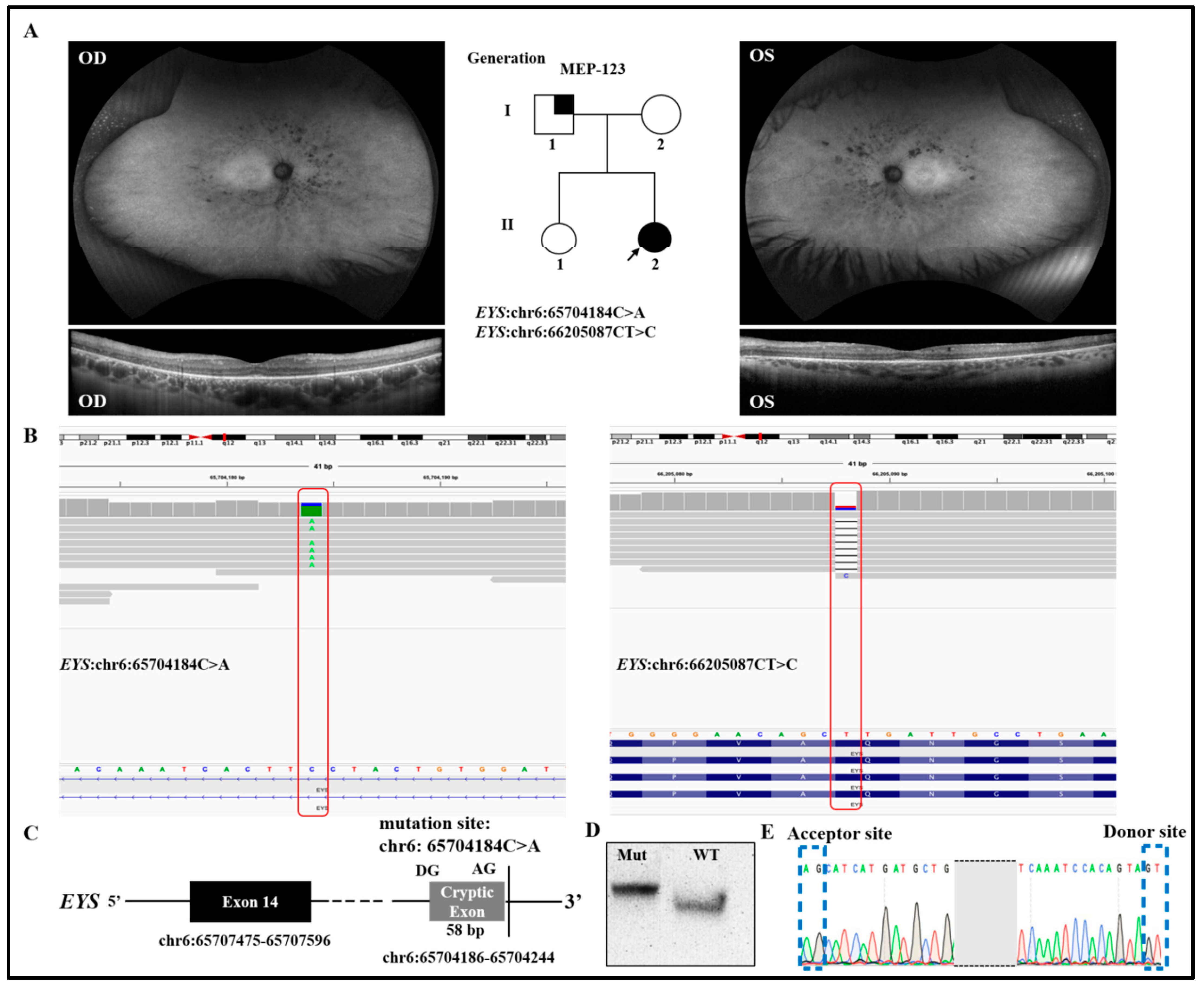 Genes 14 00447 g002
