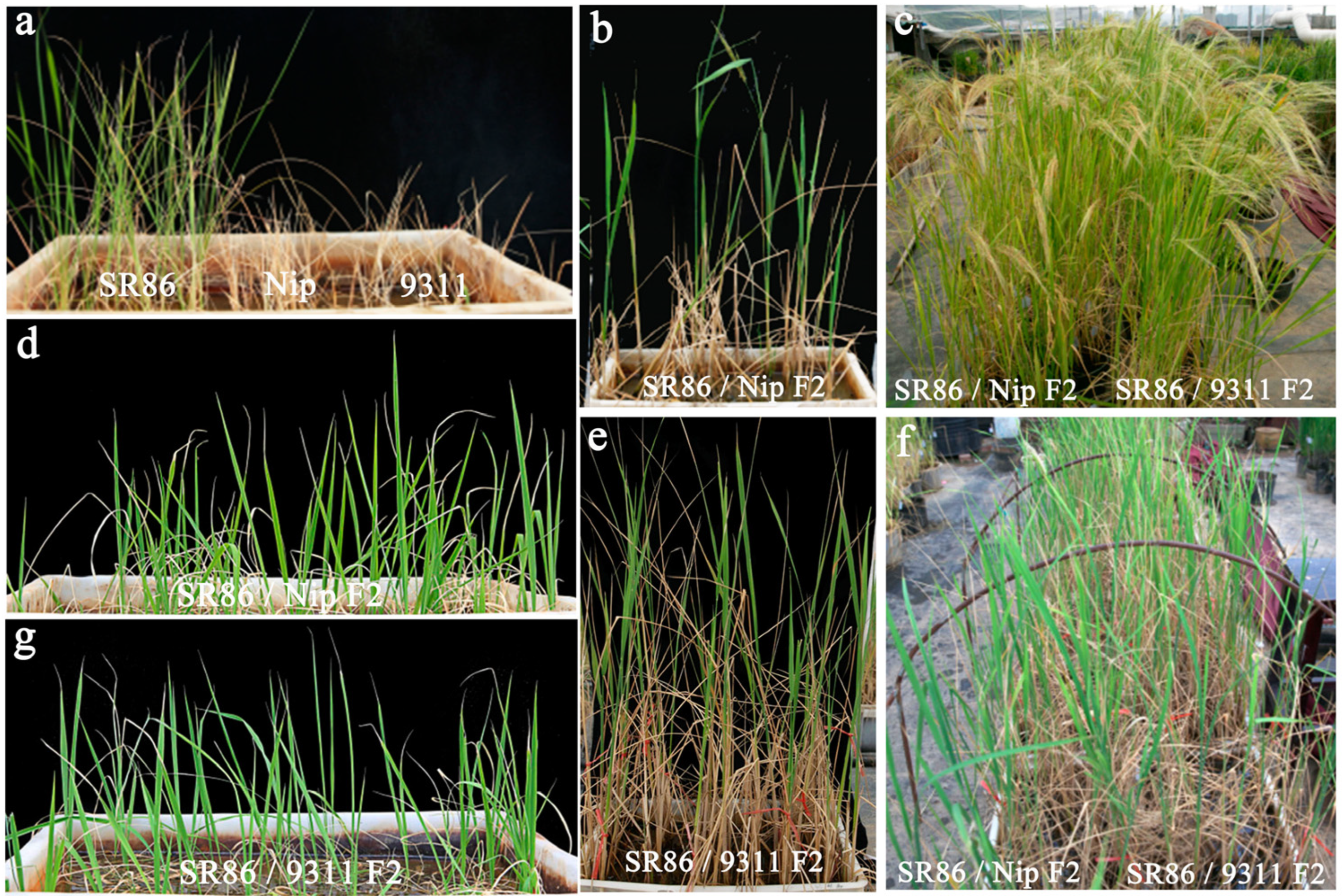 Genes 14 00458 g003 Genes 14 00458 g003