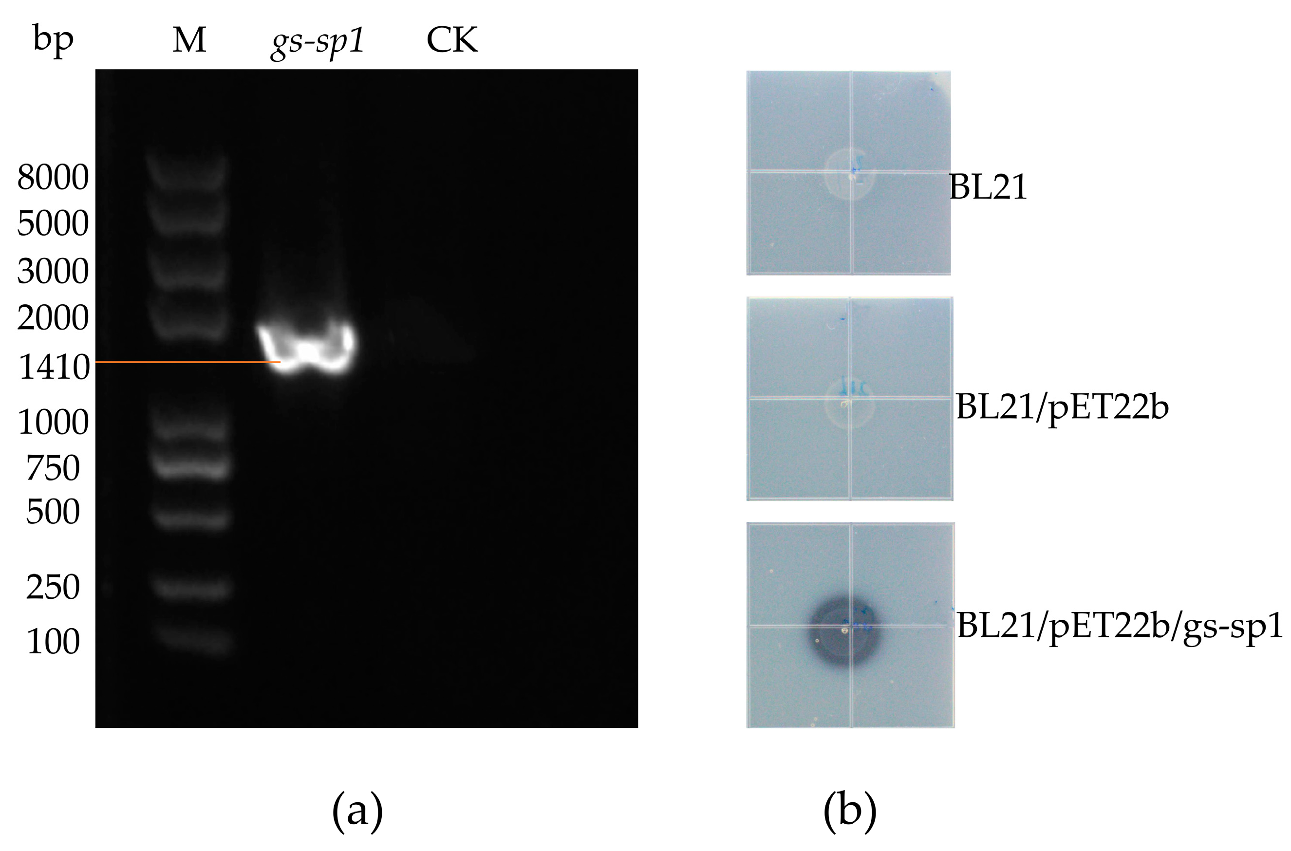 Genes 14 00466 g006 Genes 14 00466 g006