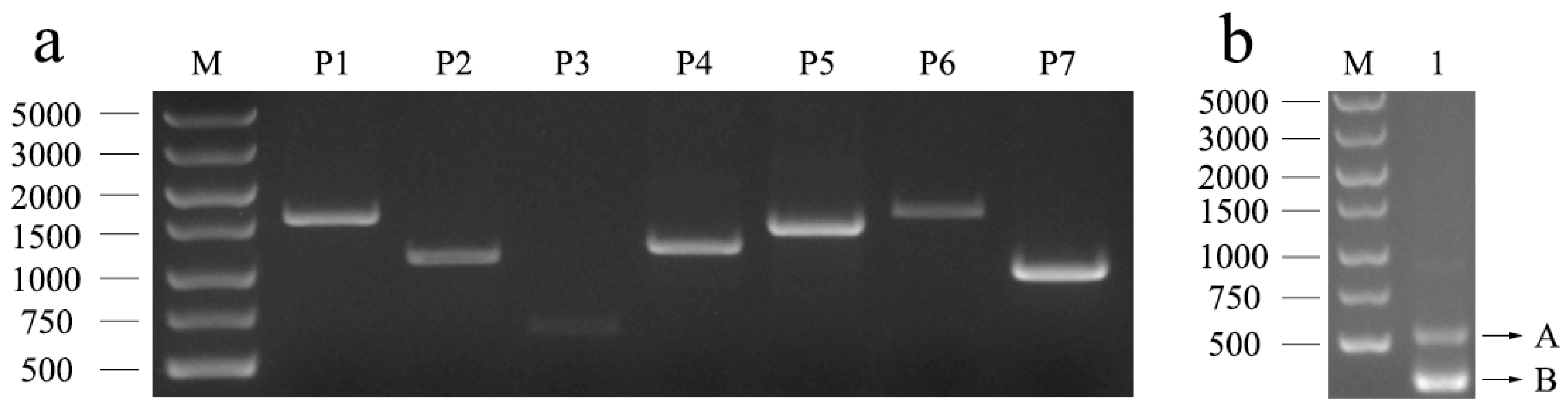 Genes 14 00467 g001