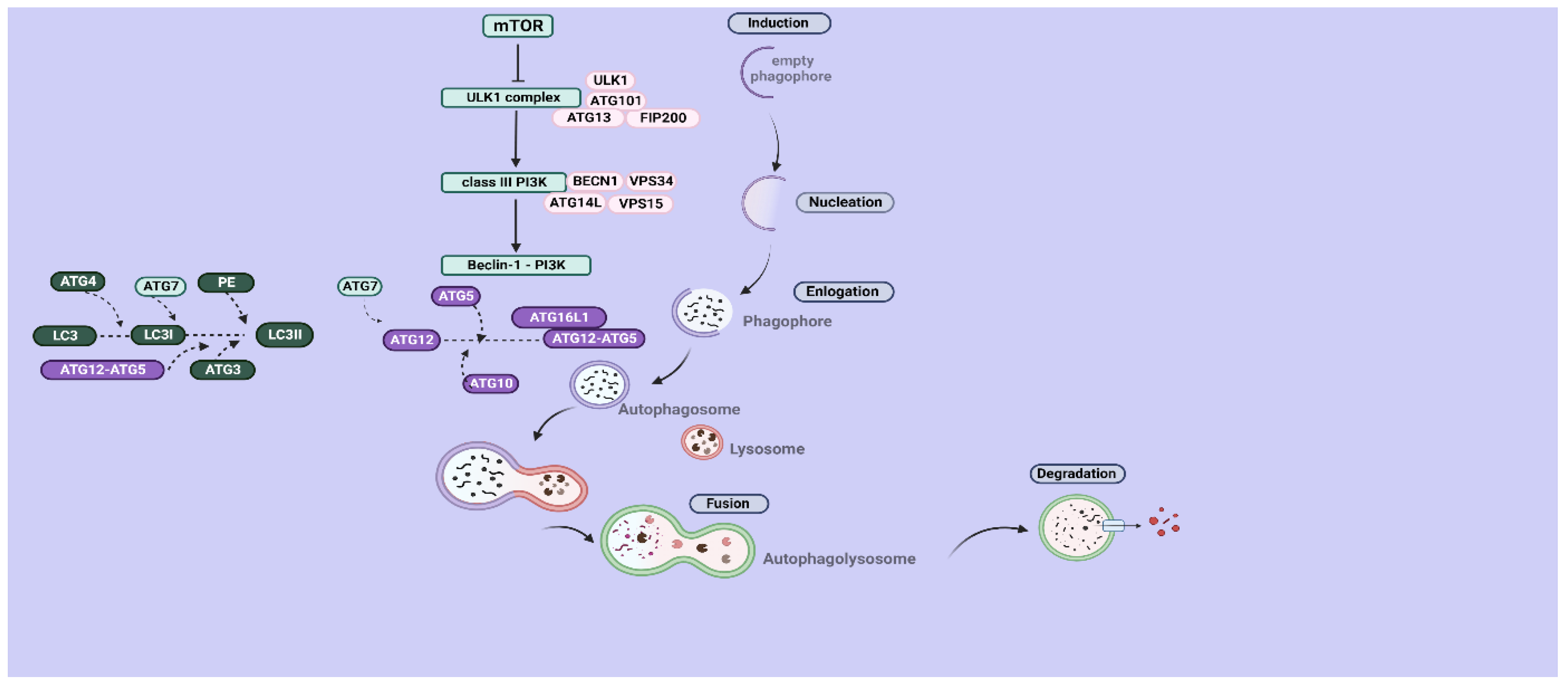 Genes 14 00474 g001
