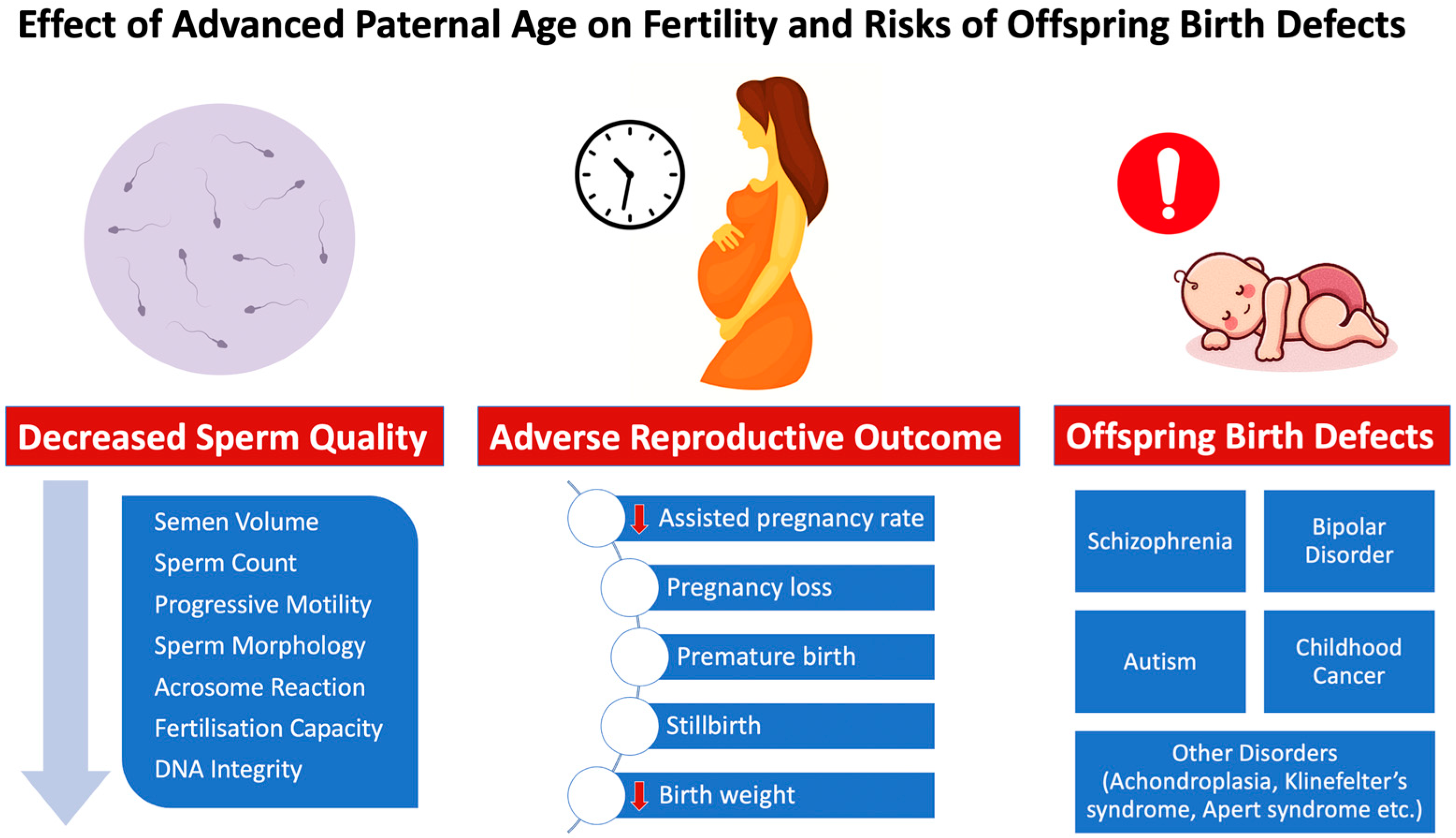 Genes Free Full-Text Impact of Advanced Paternal Age on Fertility and Risks of Genetic Disorders in Offspring image