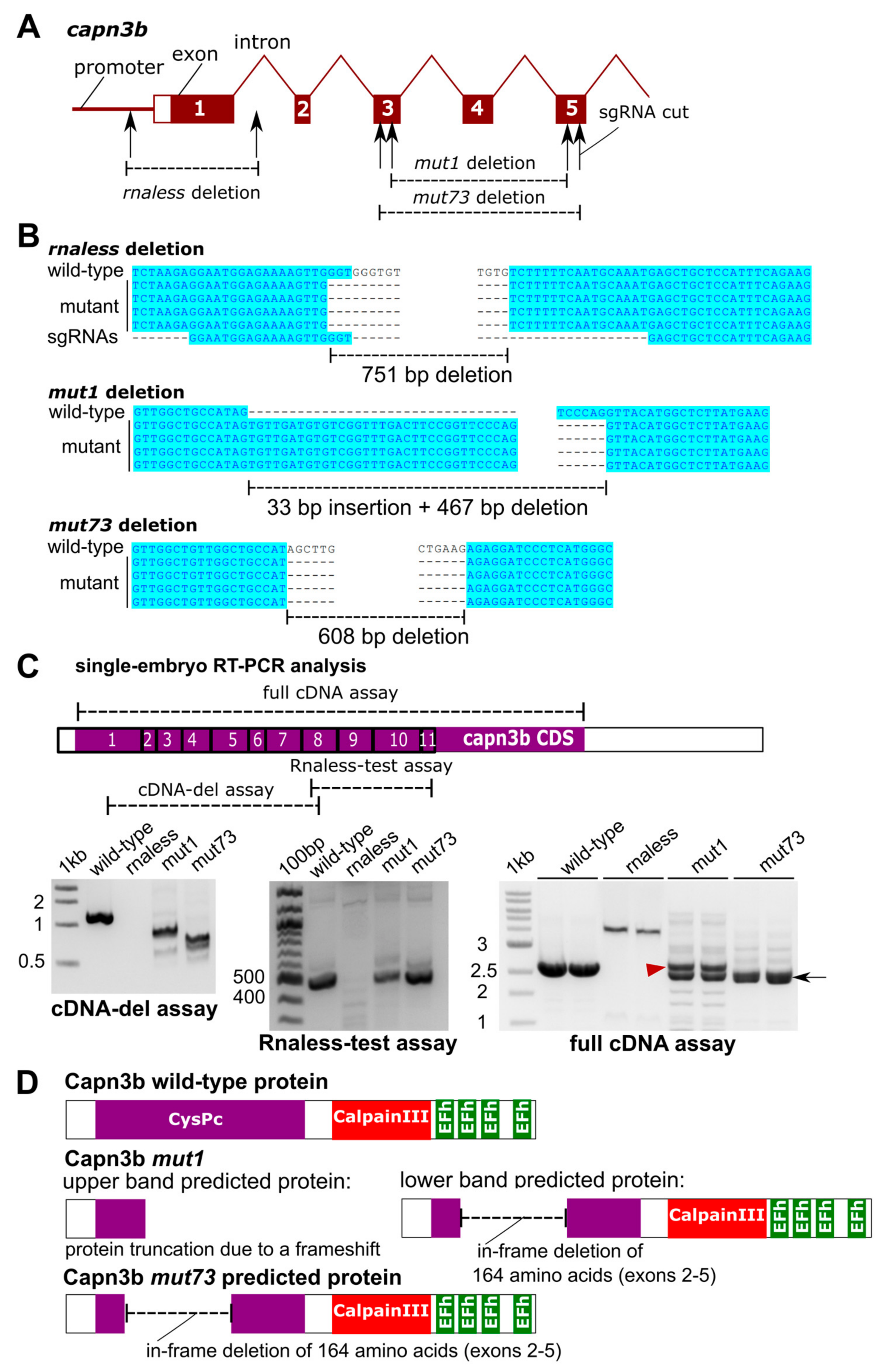 Genes 14 00492 g001 Genes 14 00492 g001