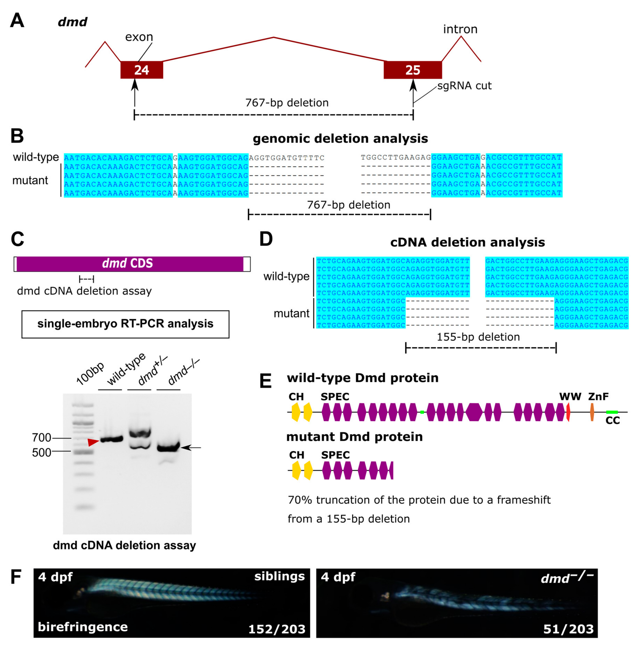 Genes 14 00492 g003 Genes 14 00492 g003