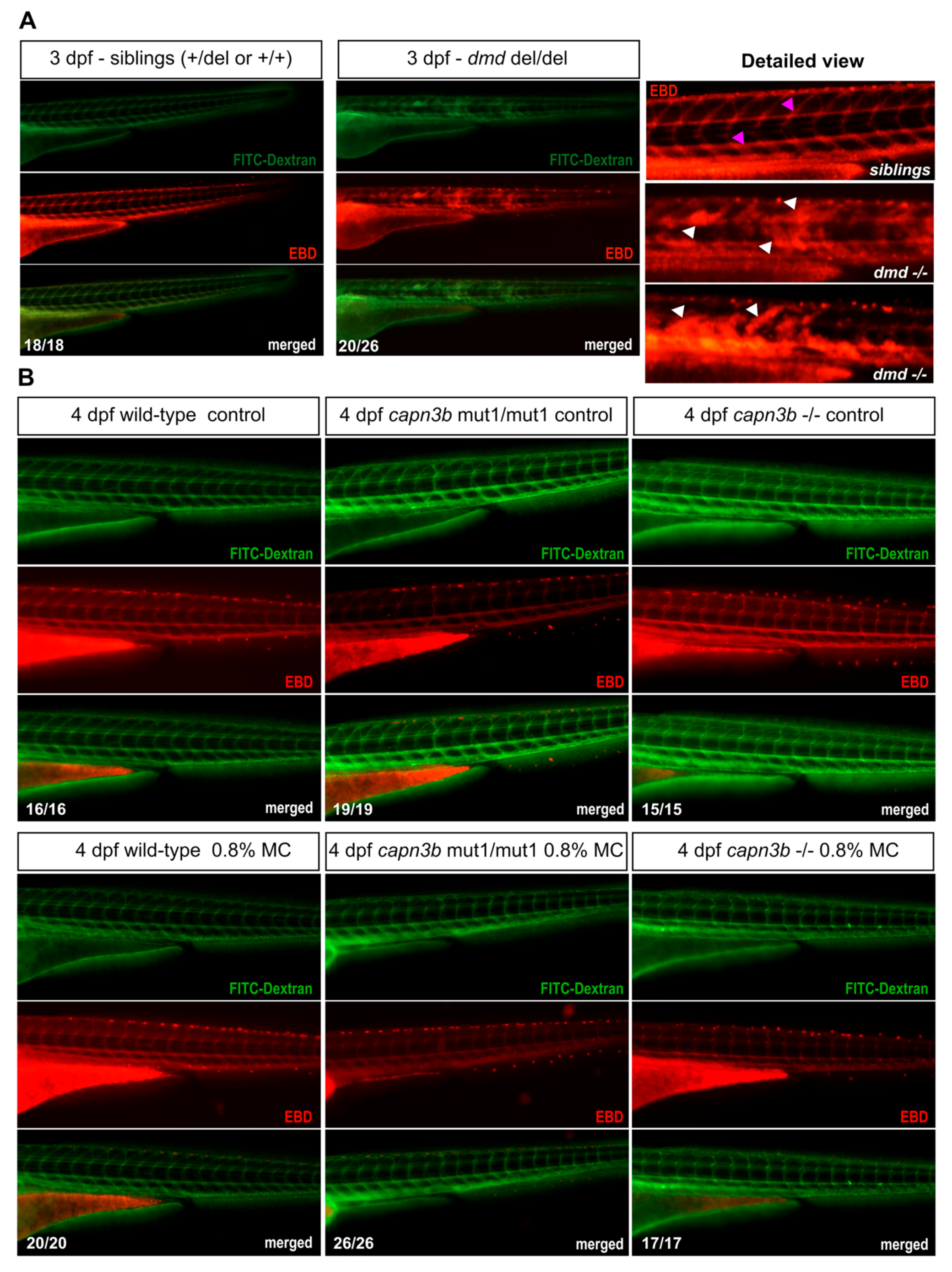 Genes 14 00492 g005 Genes 14 00492 g005