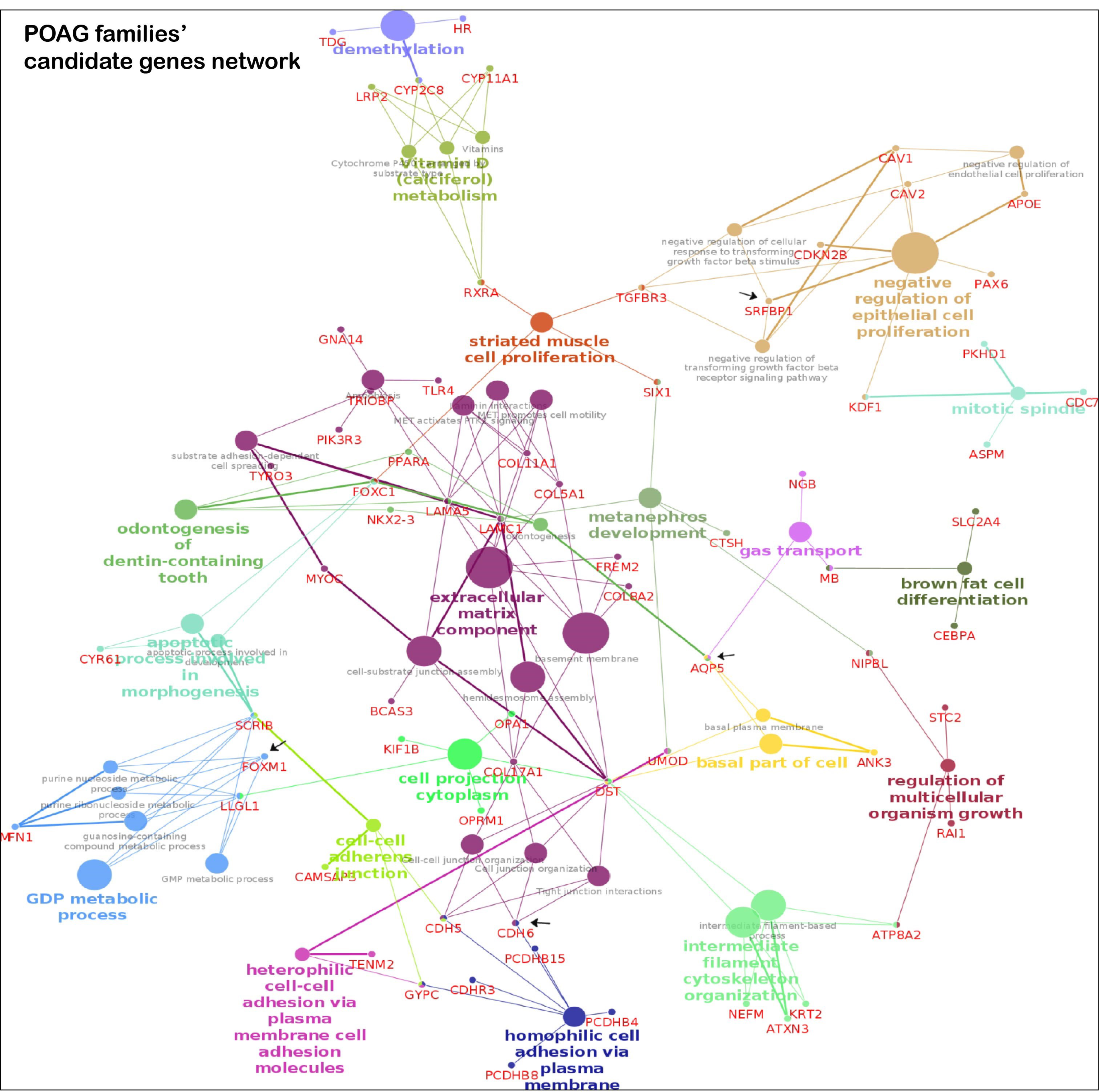 Genes 14 00495 g004a Genes 14 00495 g004a