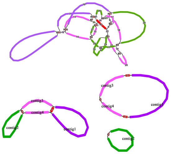 De Novo Assembly and Comparative Analysis of the Complete