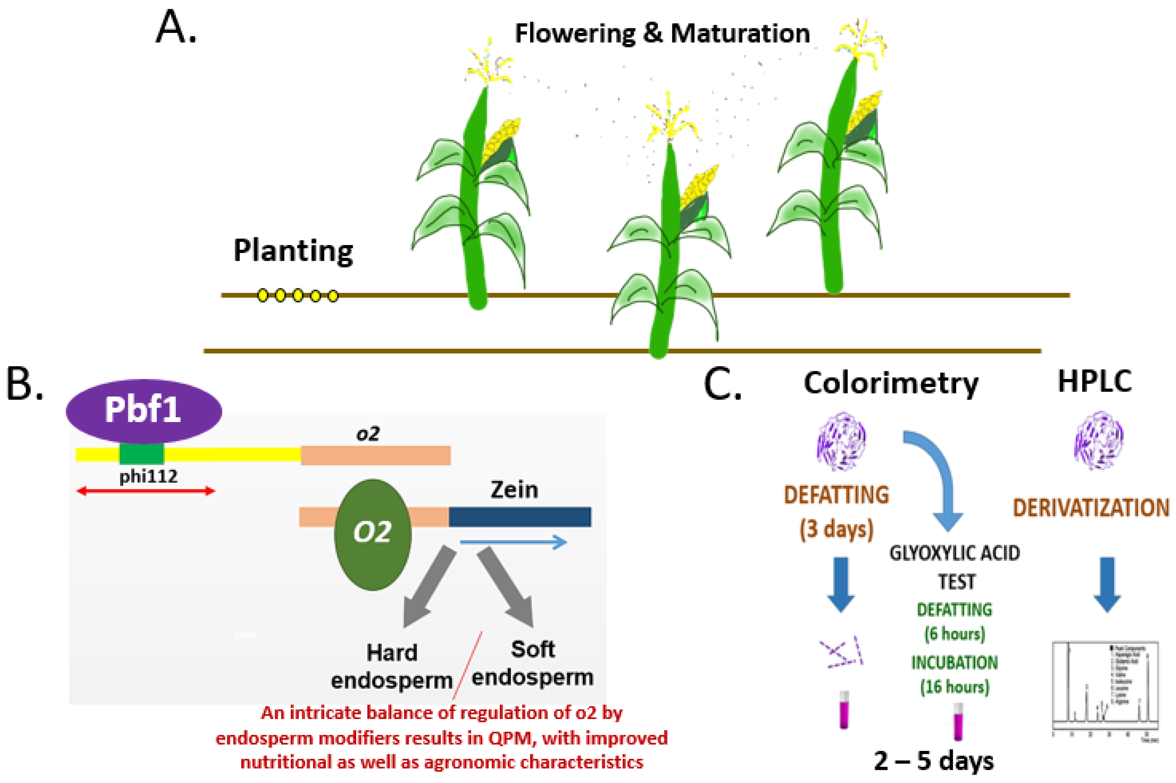 Characterization of phi112, a Molecular Marker Tightly