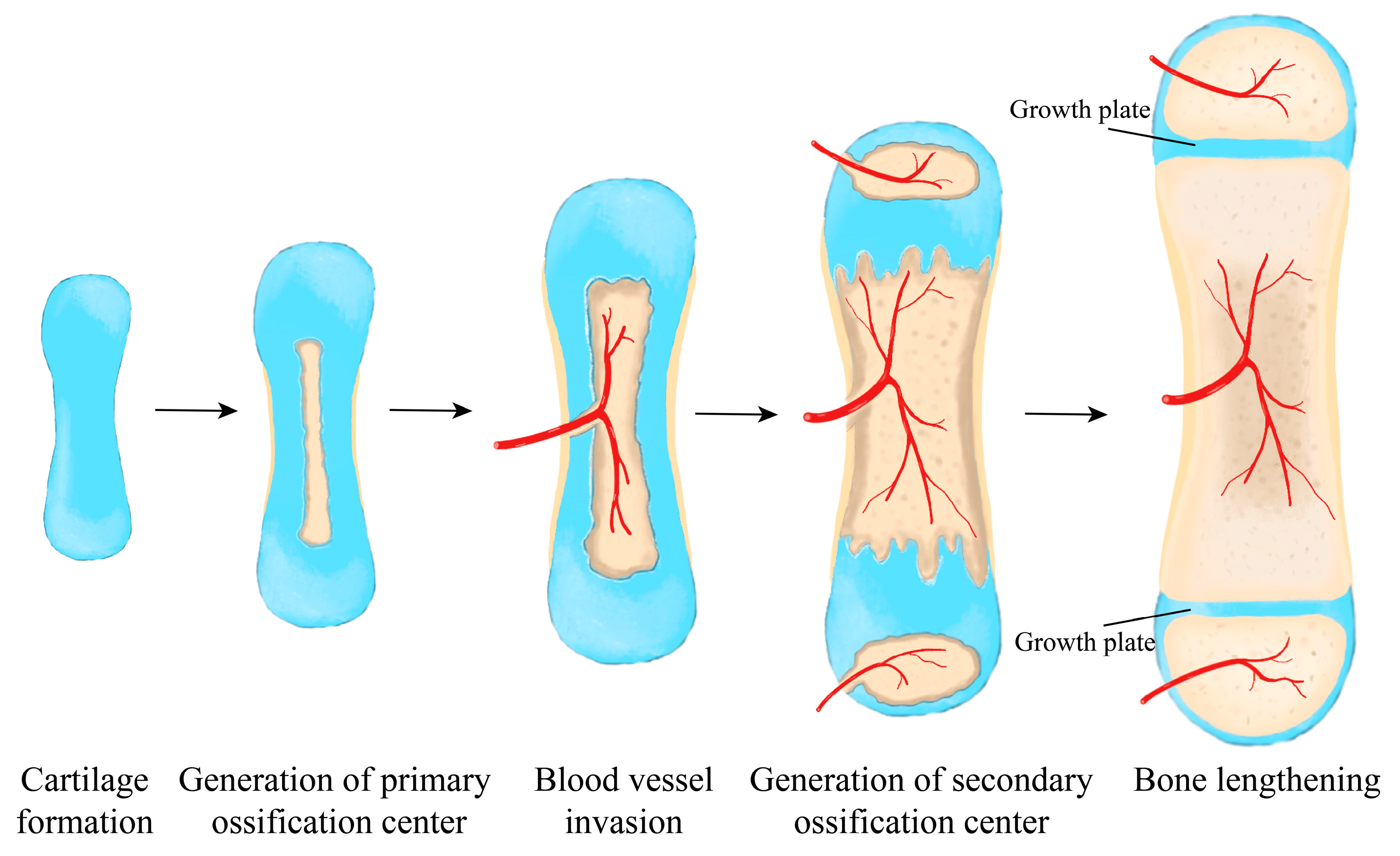 Major steps of the endochondral ossification