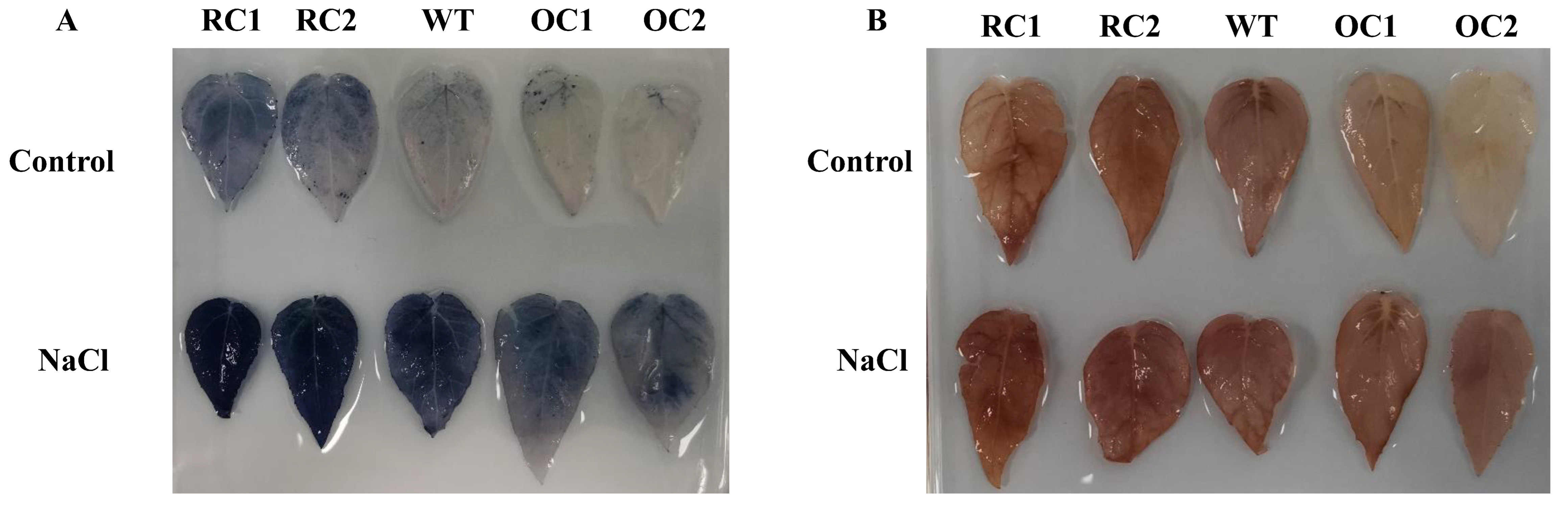 Genes 14 00538 g005 Genes 14 00538 g005