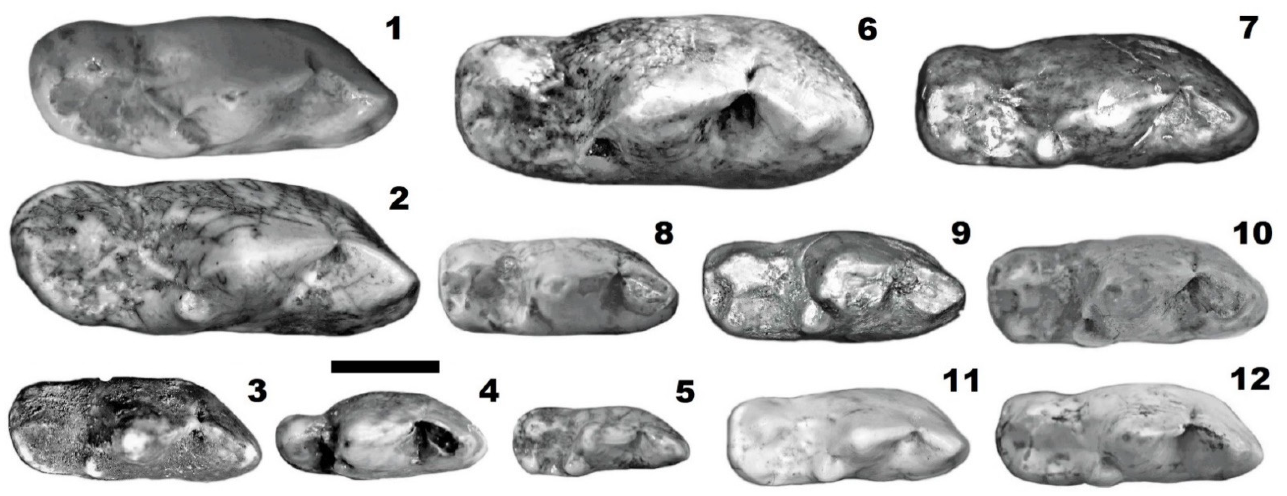 Genes 14 00539 g003 Genes 14 00539 g003