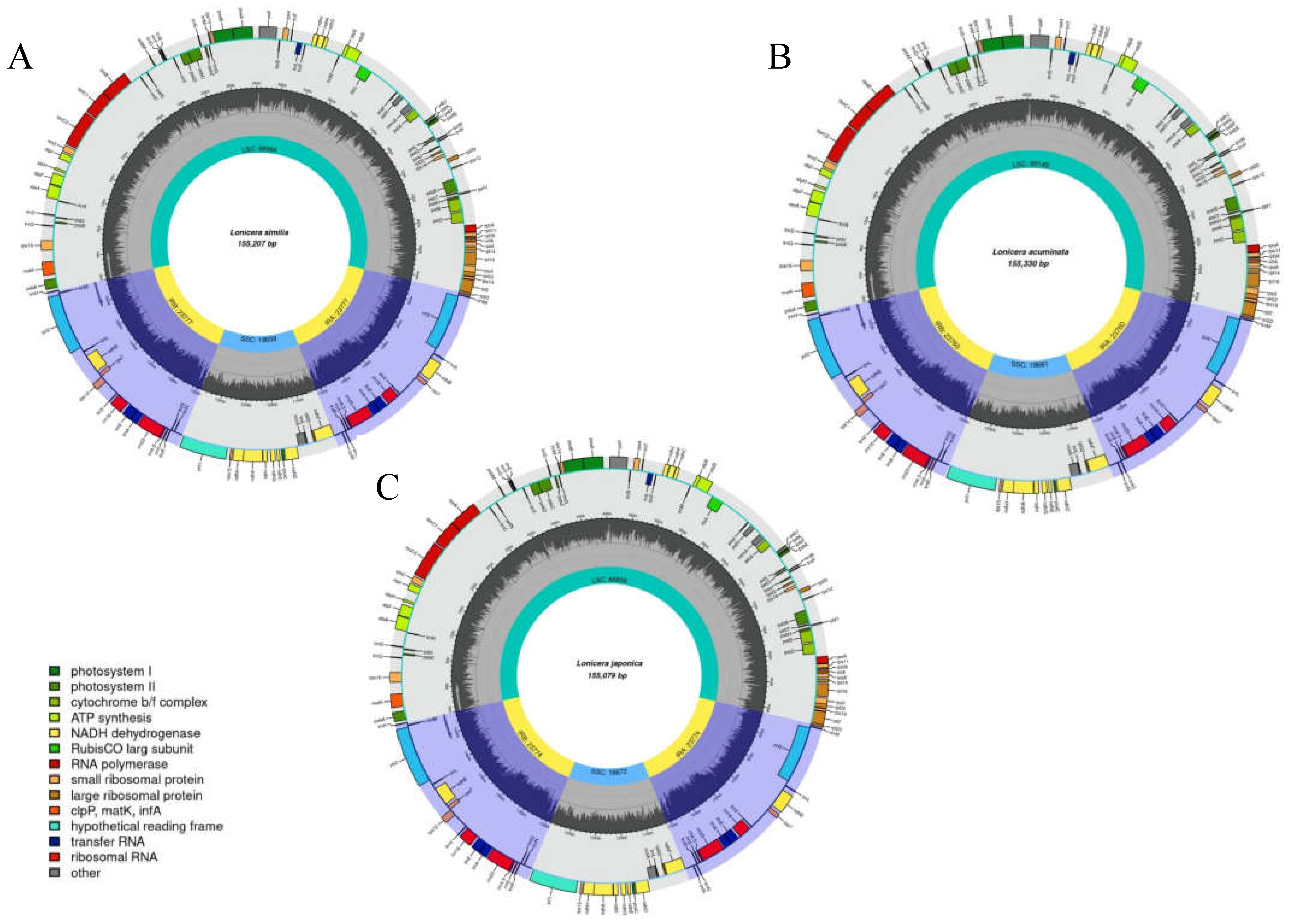 Genes | Free Full-Text | A Comparative Analysis of the Chloroplast ...