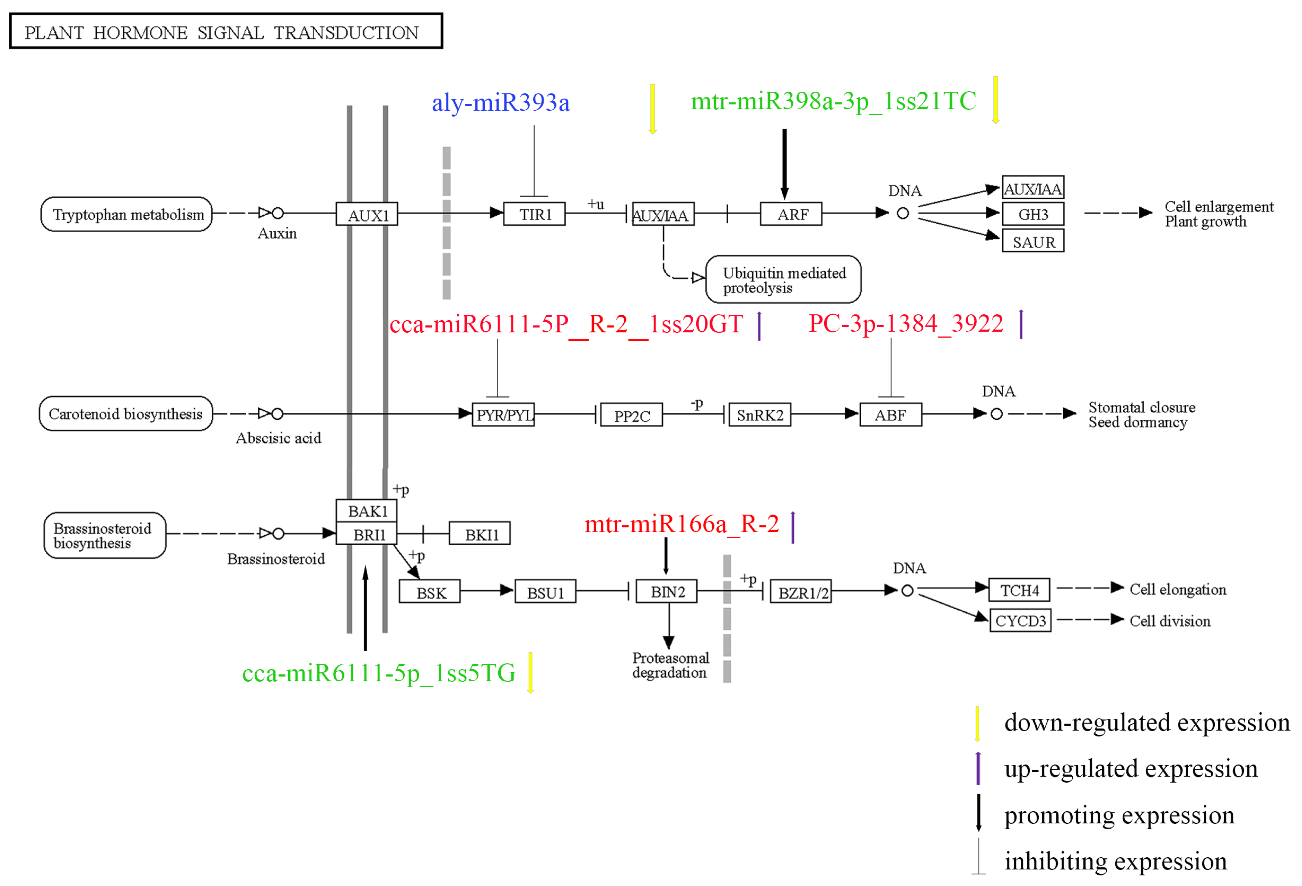 Genes 14 00561 g007 Genes 14 00561 g007