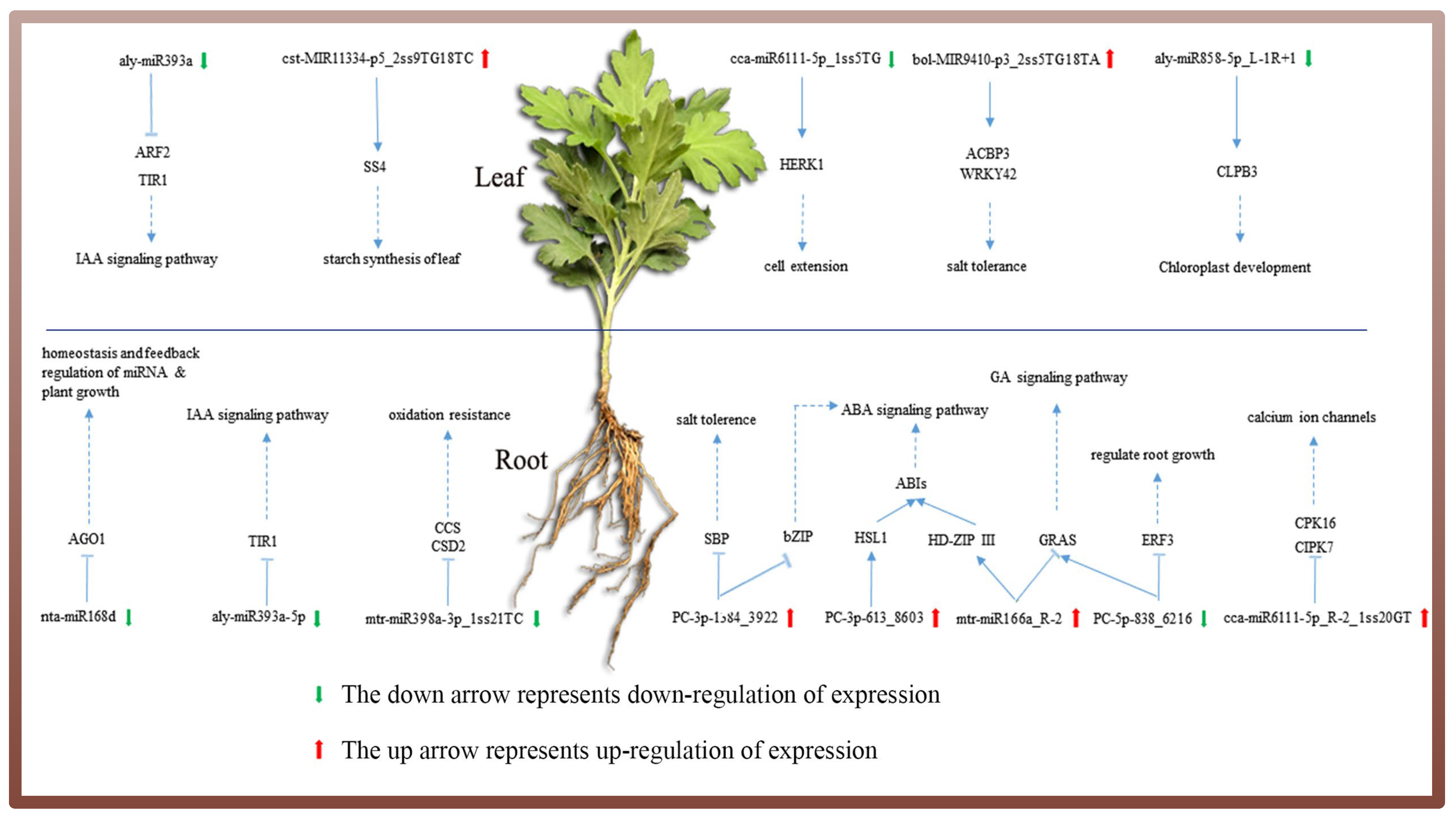 Genes 14 00561 g008 Genes 14 00561 g008