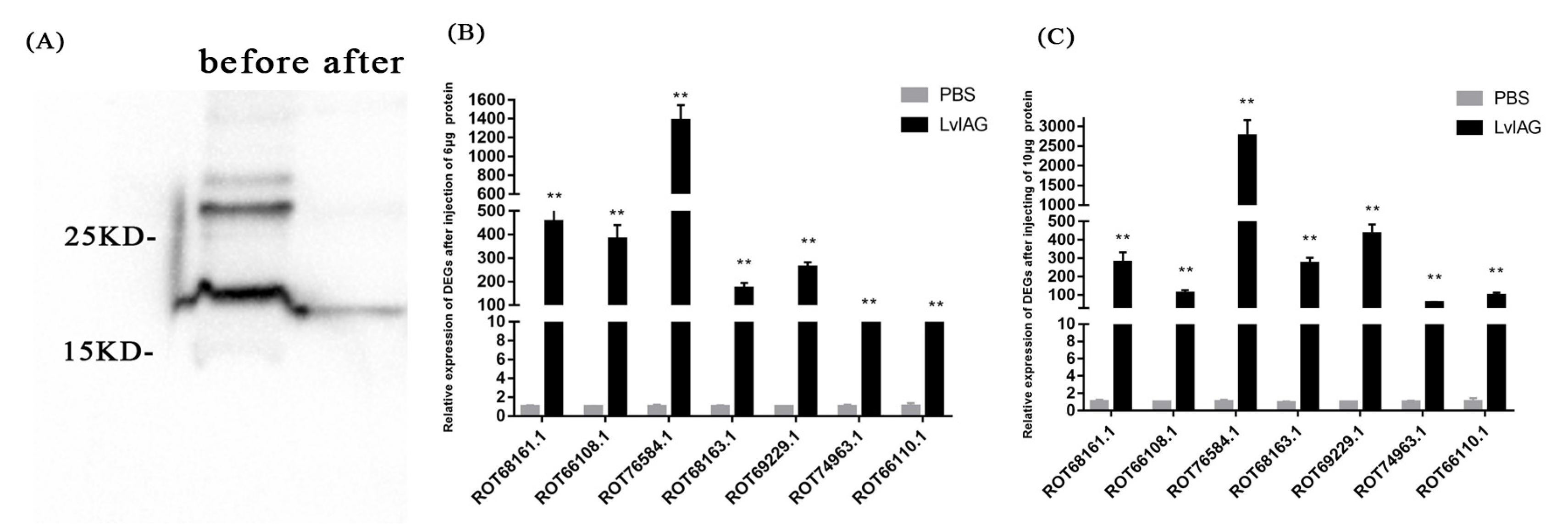 Genes 14 00564 g006 Genes 14 00564 g006