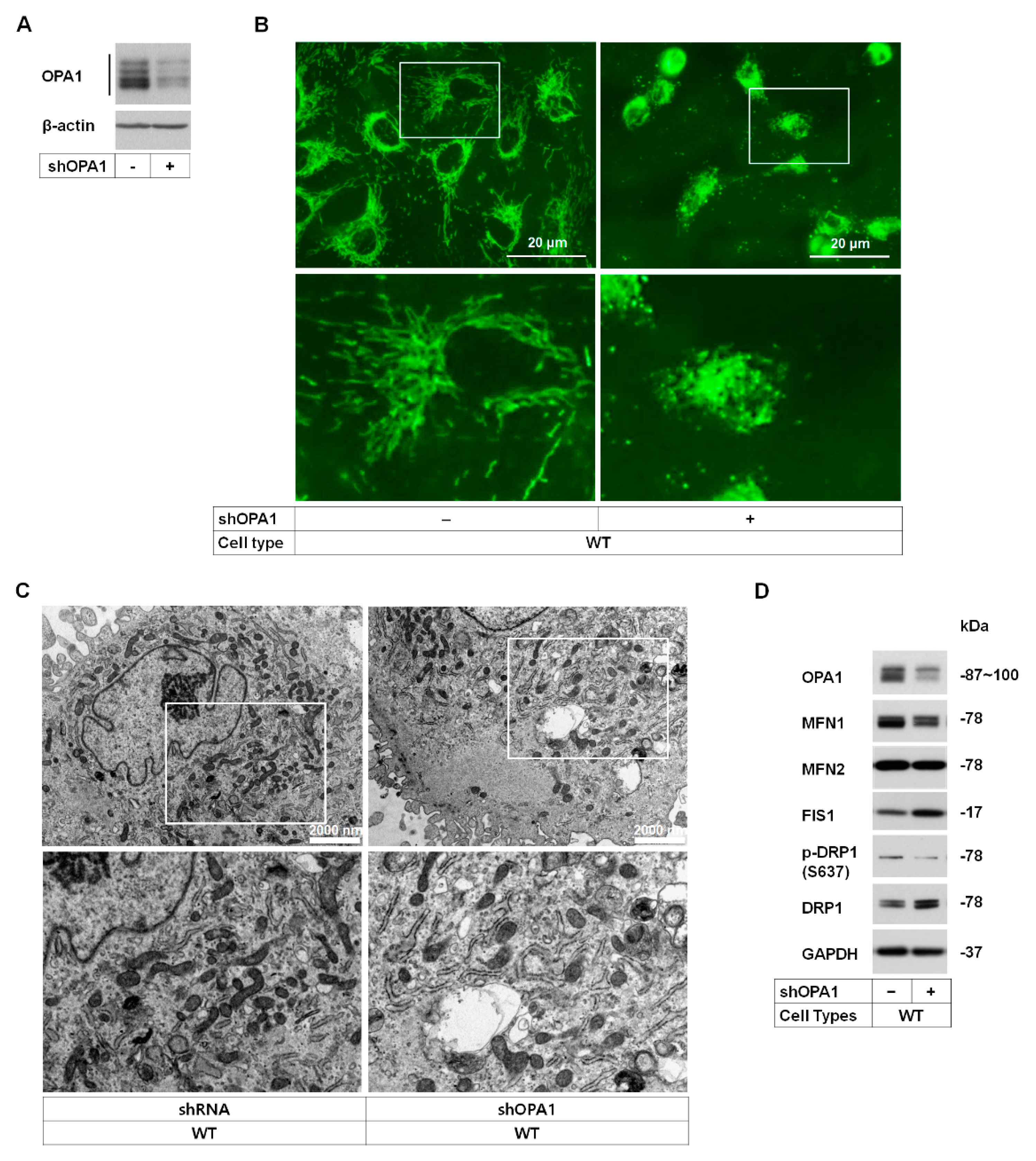 Genes 14 00566 g003 Genes 14 00566 g003