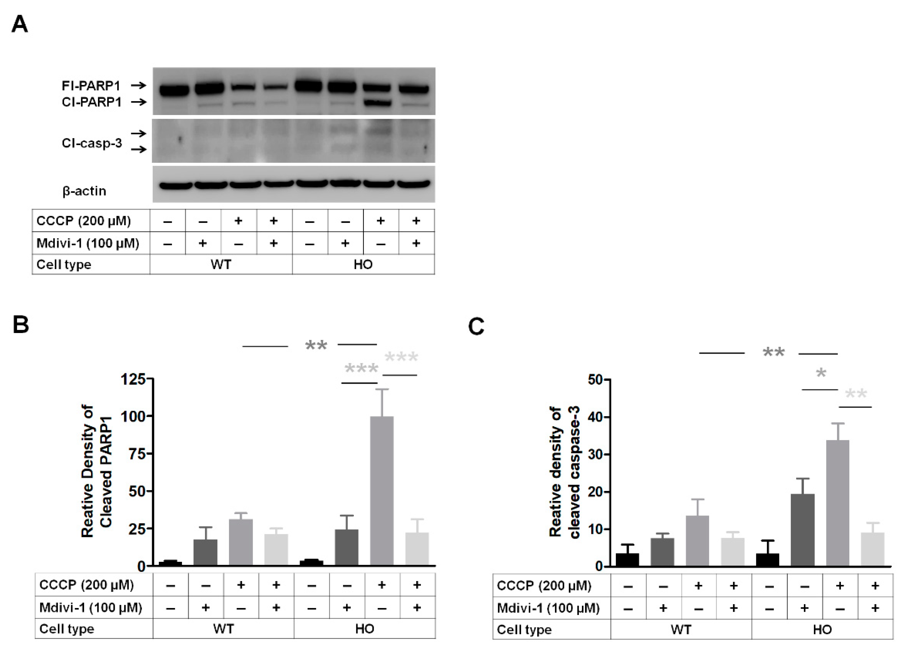 Genes 14 00566 g007 Genes 14 00566 g007