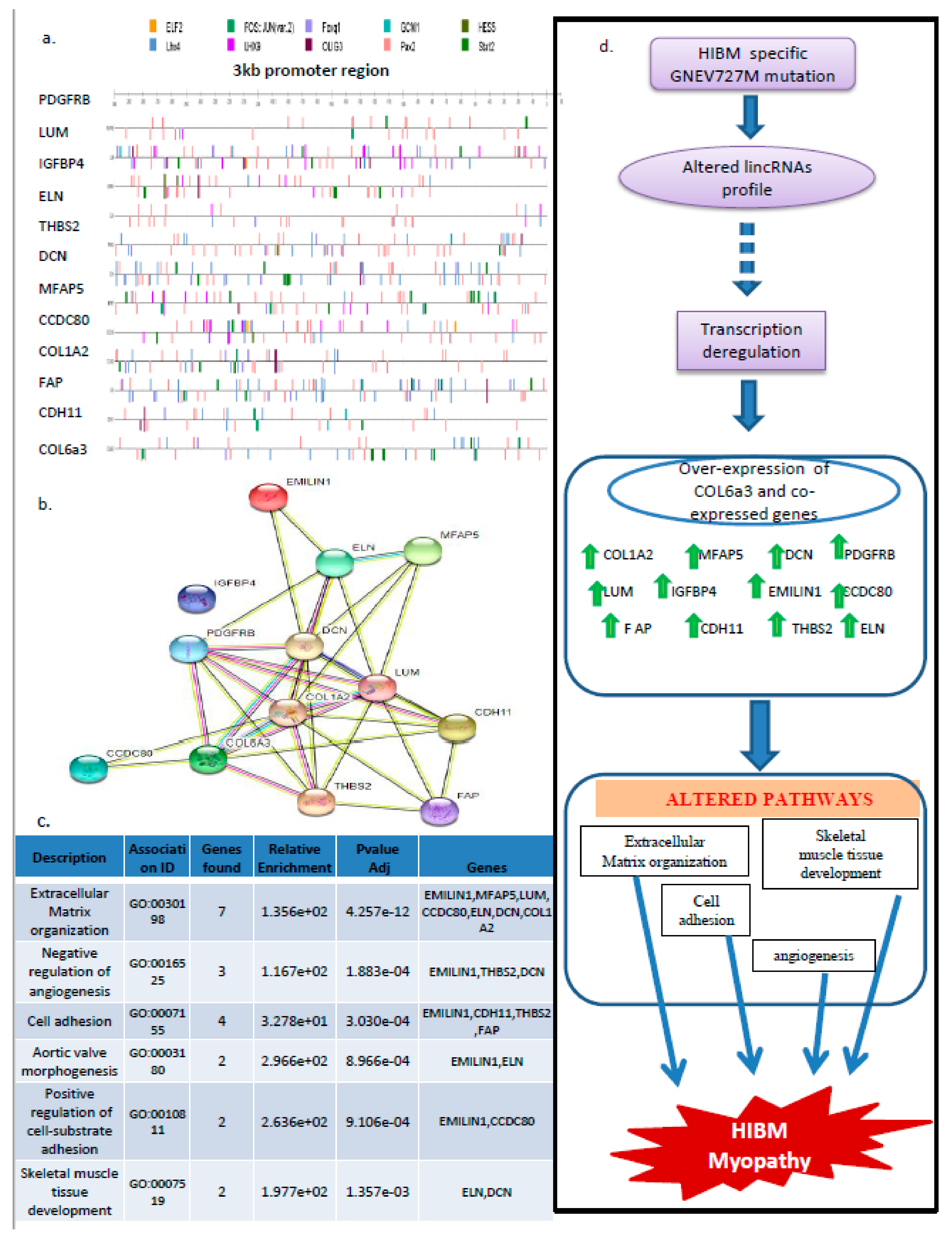 Genes 14 00567 g007 Genes 14 00567 g007