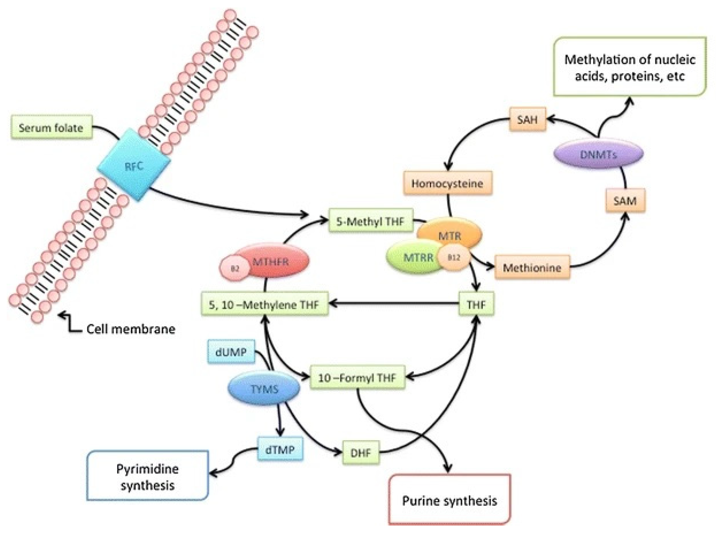 Genes 14 00576 g001 Genes 14 00576 g001