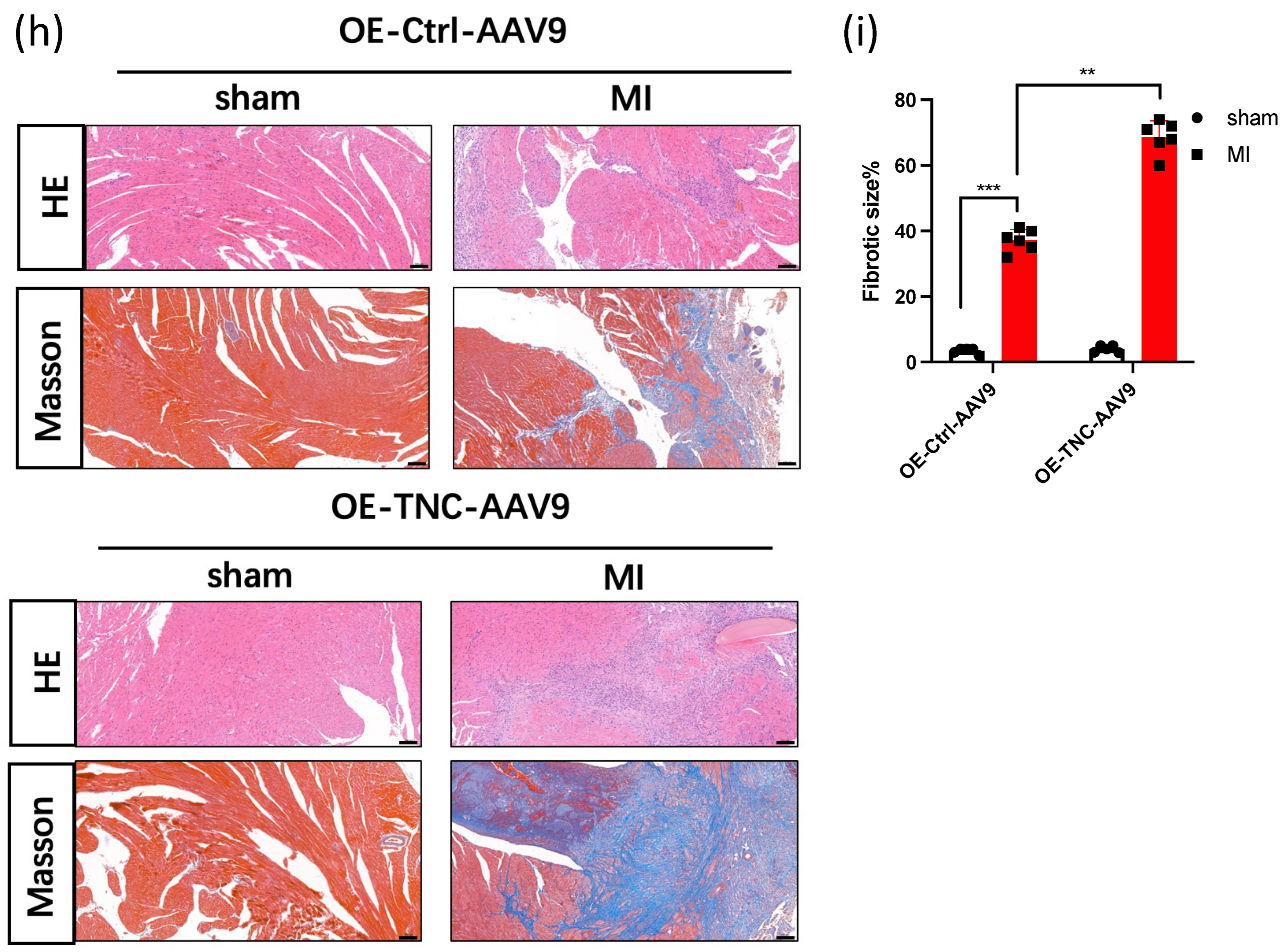 Genes 14 00591 g001b Genes 14 00591 g001b