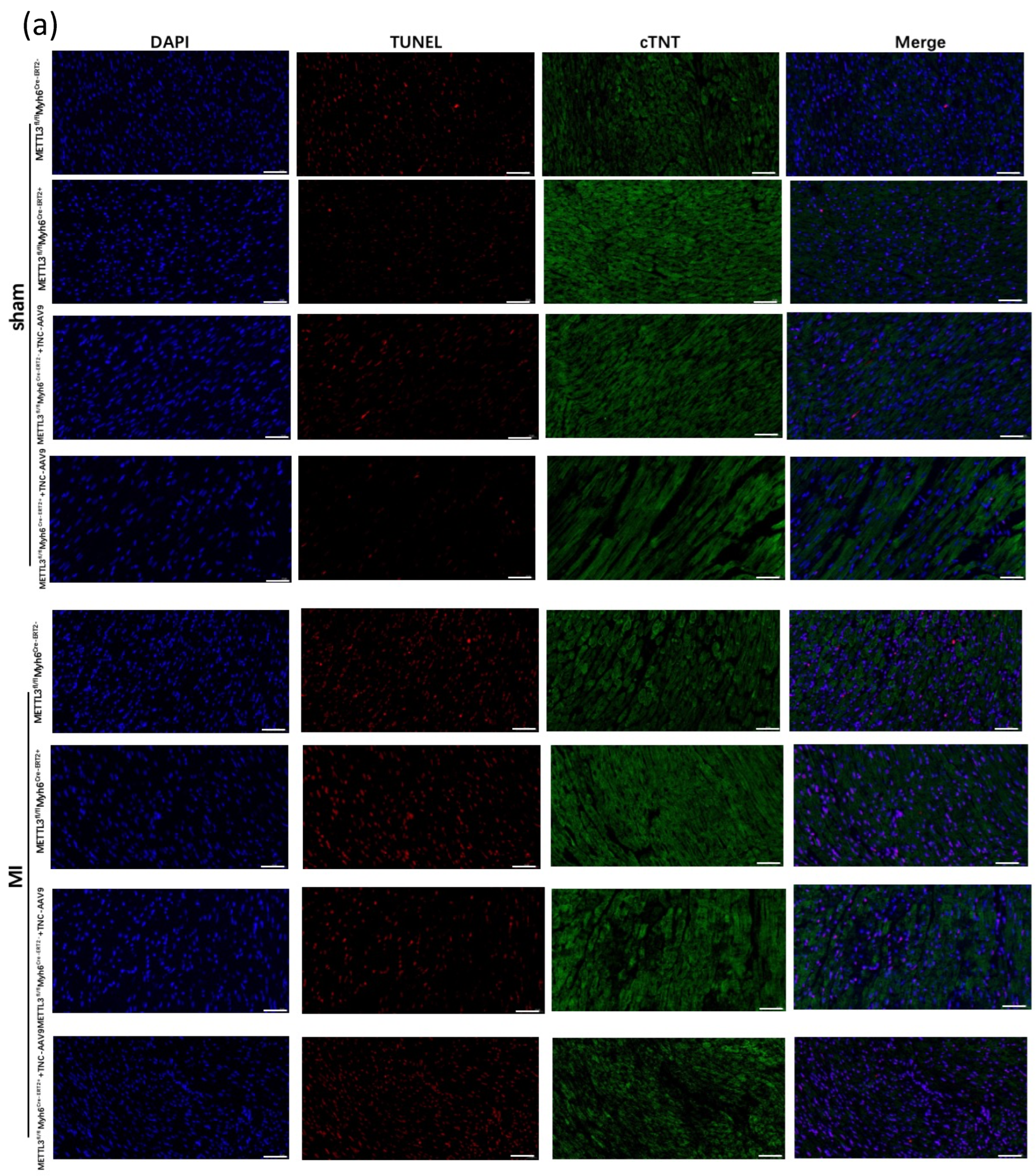 Genes 14 00591 g004a Genes 14 00591 g004a