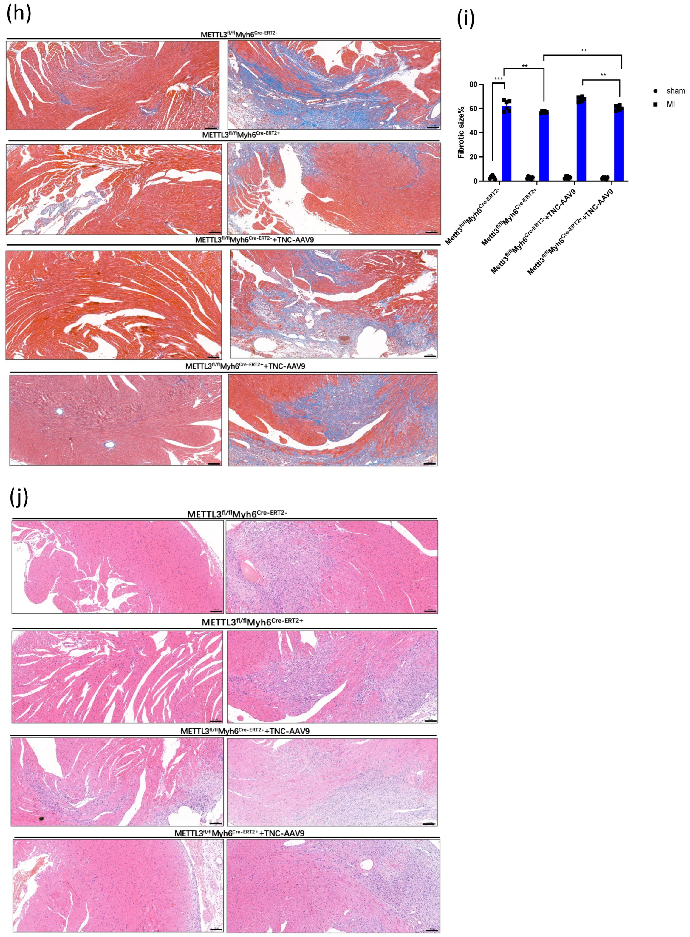 Genes 14 00591 g004c Genes 14 00591 g004c