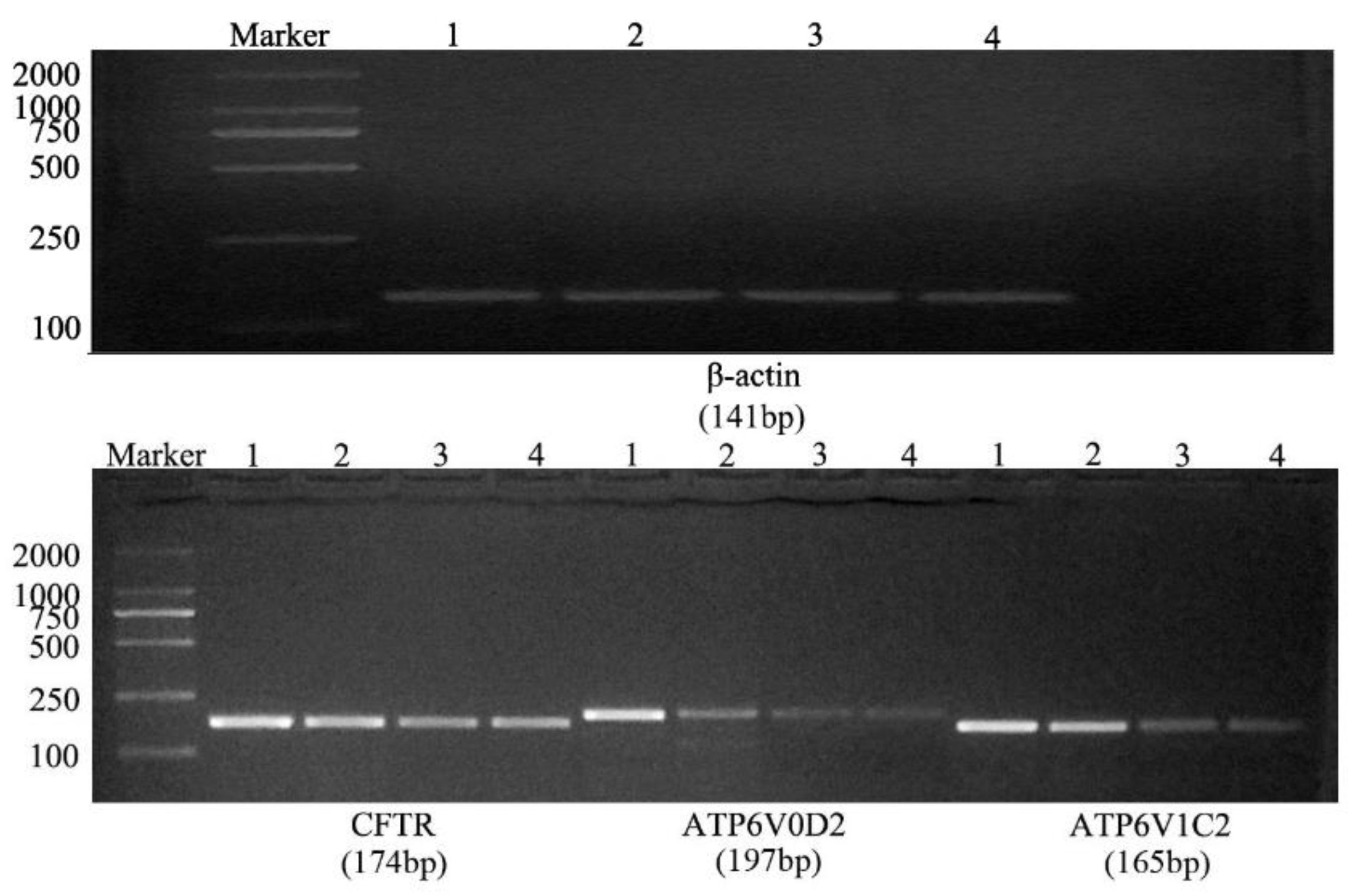 Genes 14 00597 g004 Genes 14 00597 g004