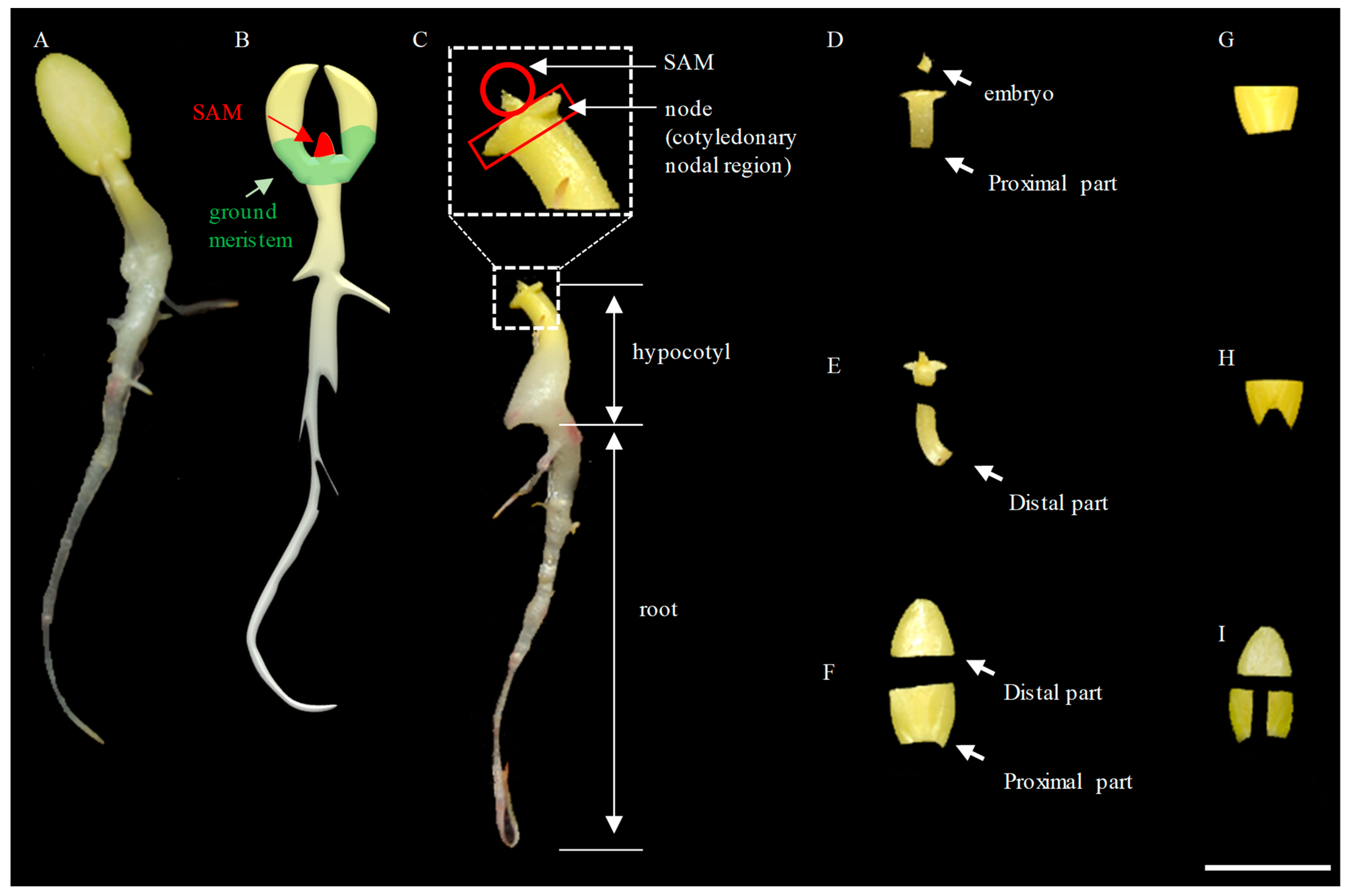 Genes 14 00601 g001 Genes 14 00601 g001
