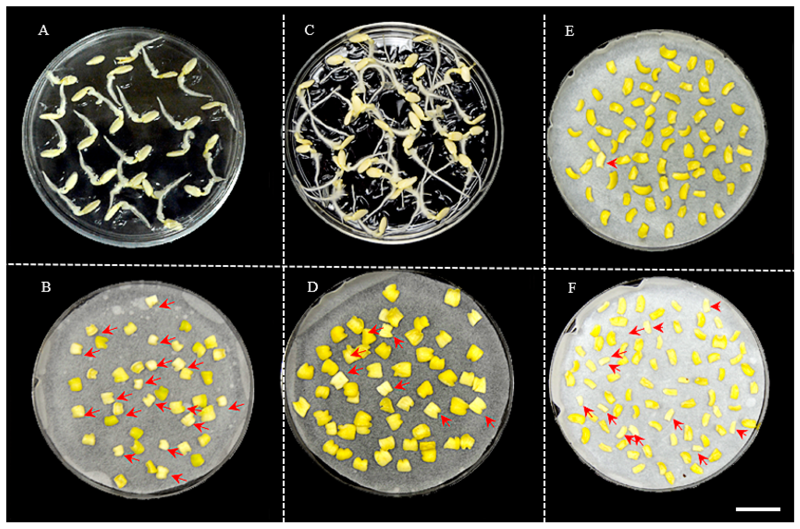 Genes 14 00601 g002 Genes 14 00601 g002
