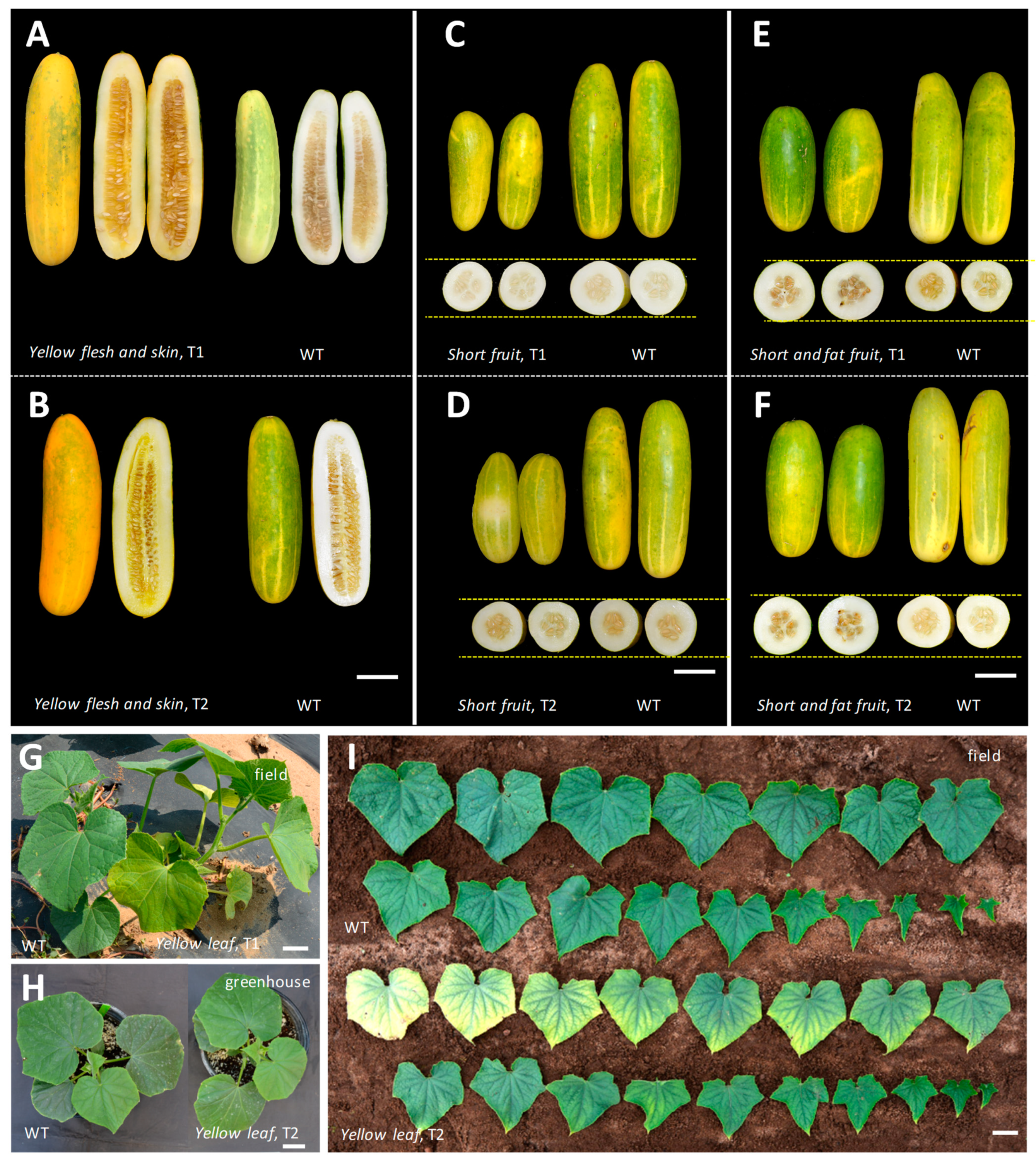 Genes 14 00601 g008 Genes 14 00601 g008